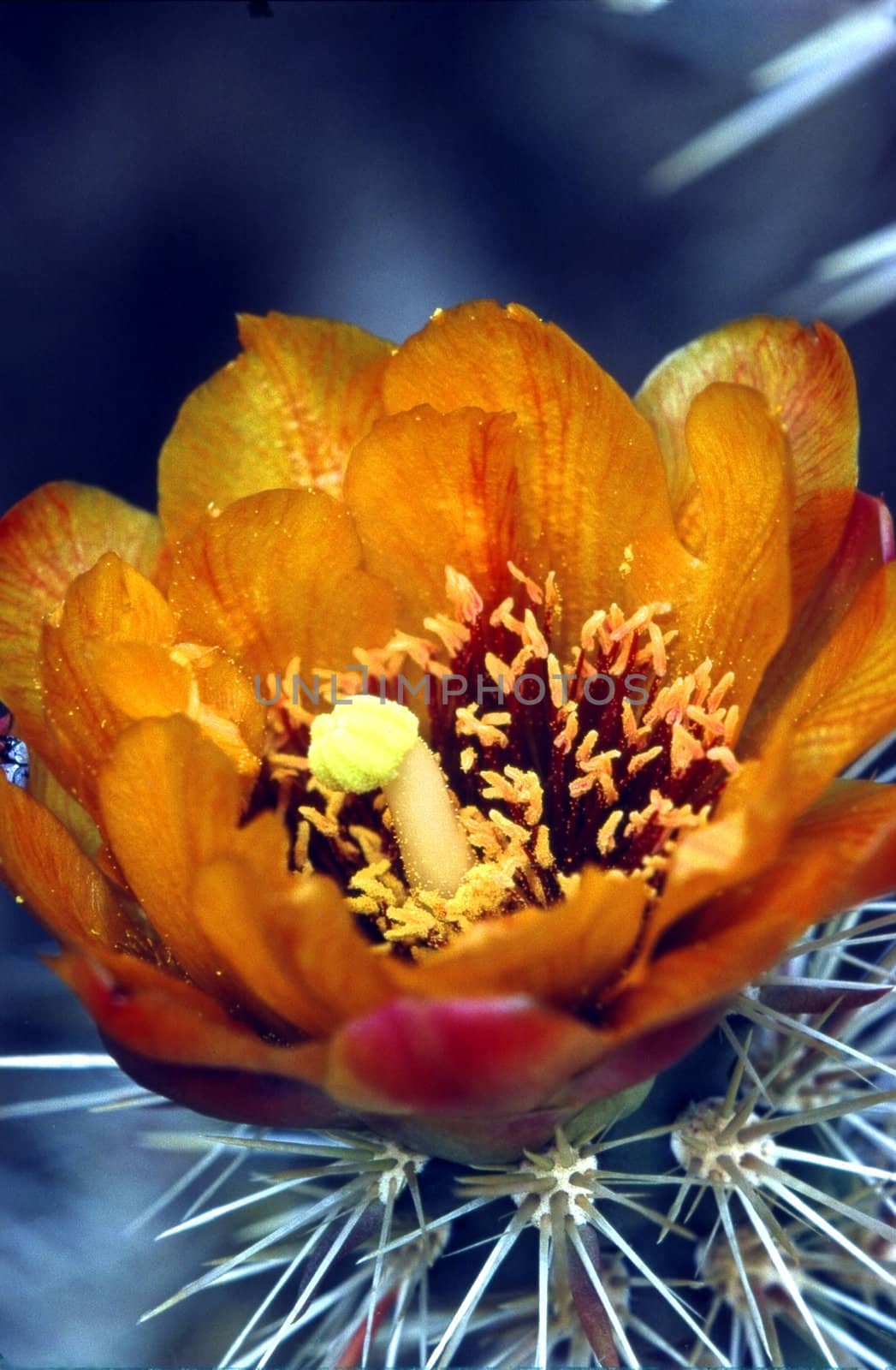 Blooming Hedgehog Cactus in Mojave desert