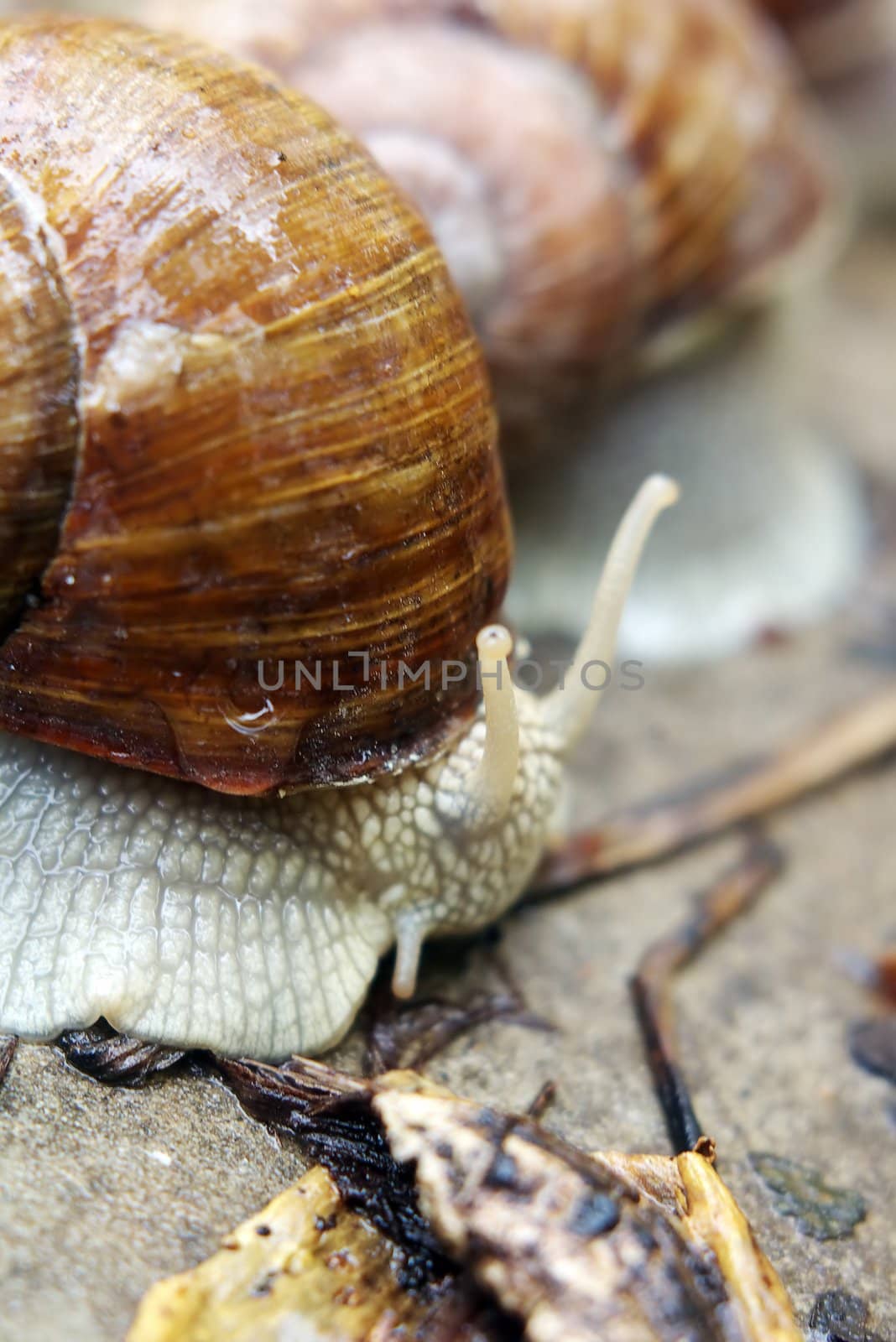 A garden snail
