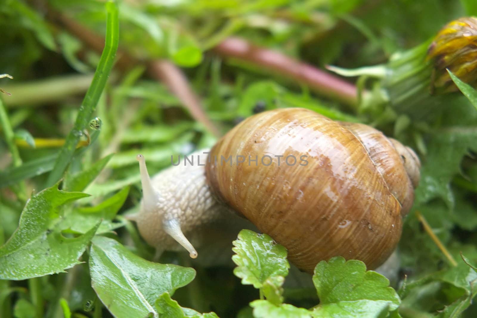 garden snail