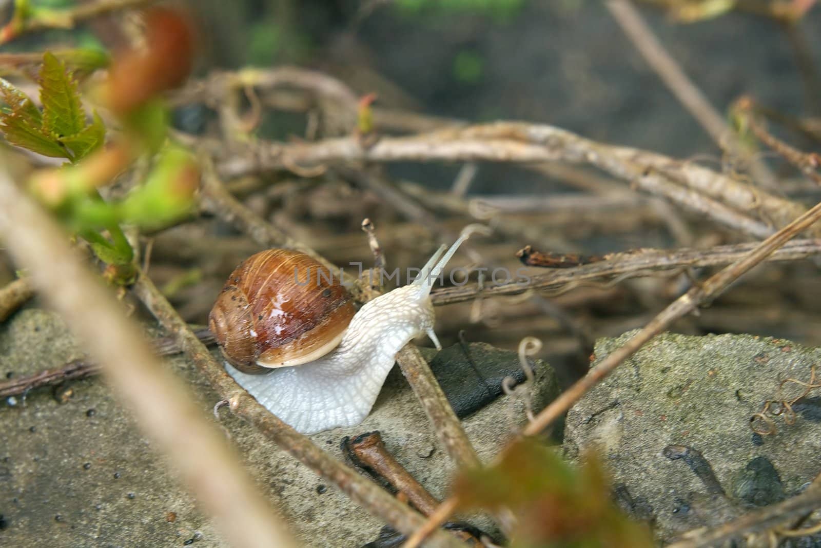 garden snail