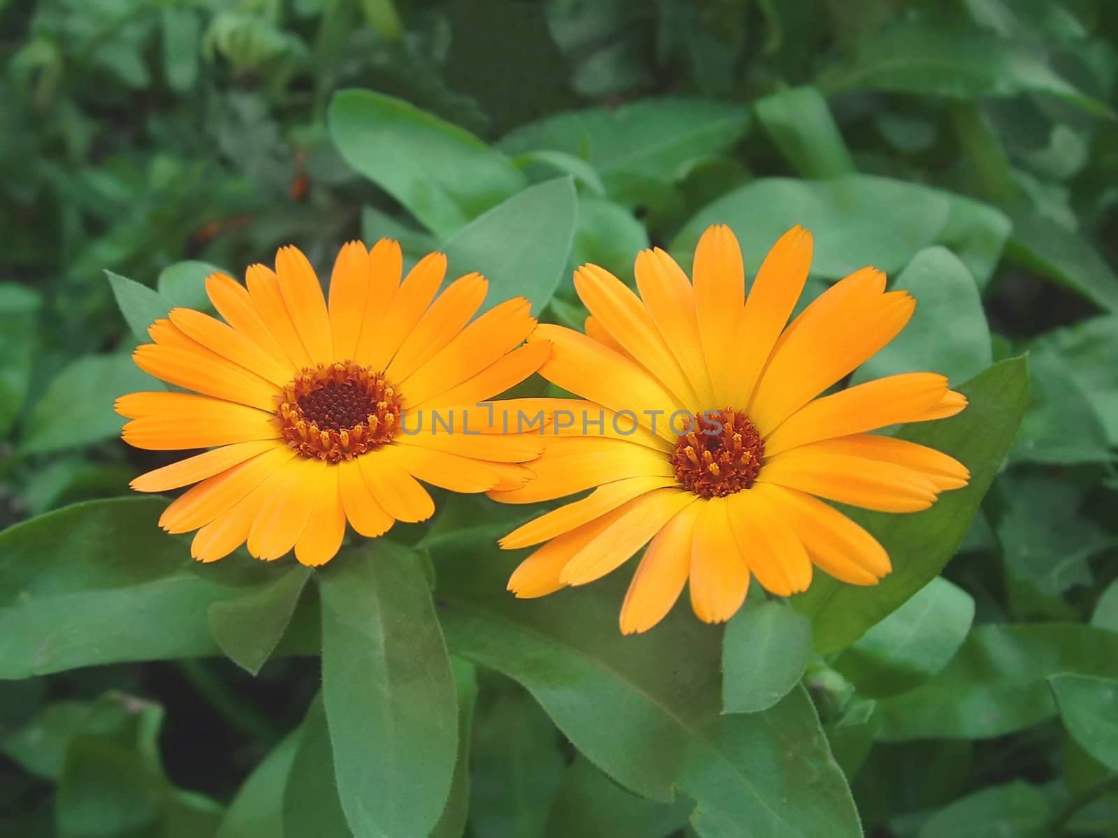 The original image of two yellow flowers in avenue of a shady garden