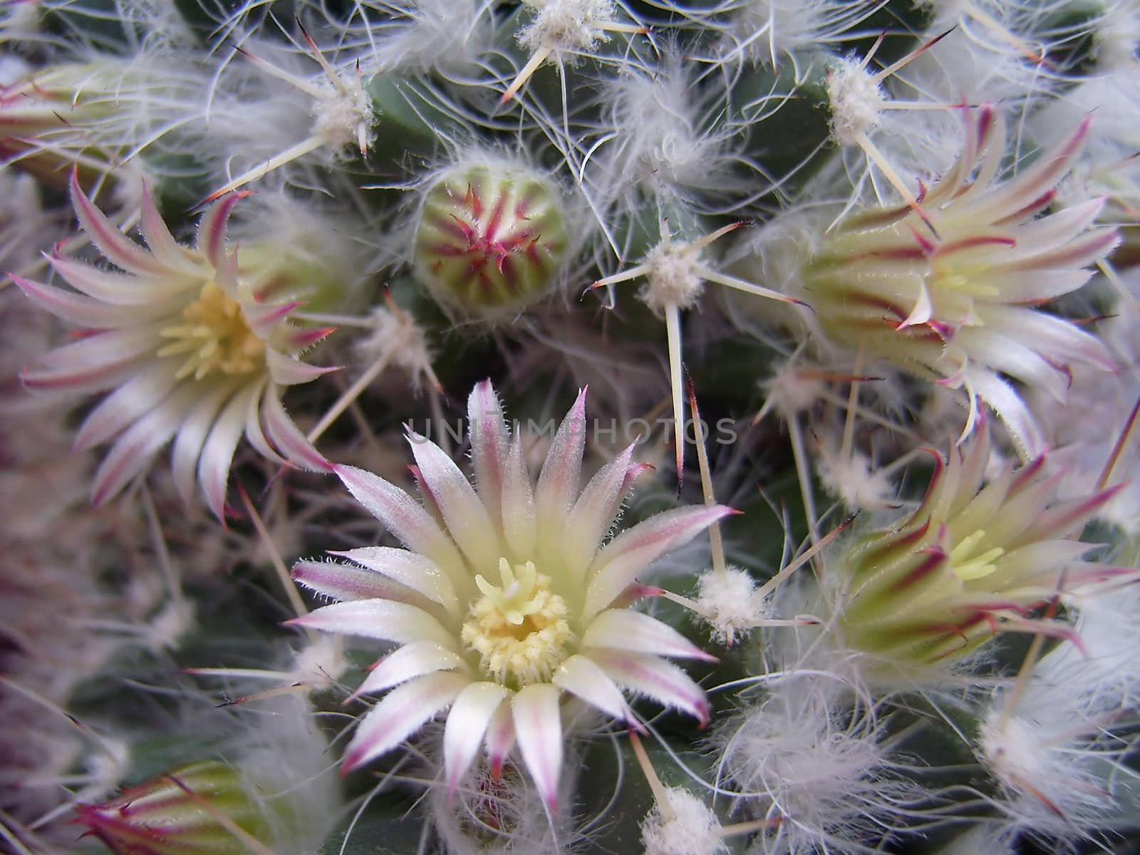 There has come spring. Cactus flowers were dismissed. It is a lot of them, they of yellow colour.