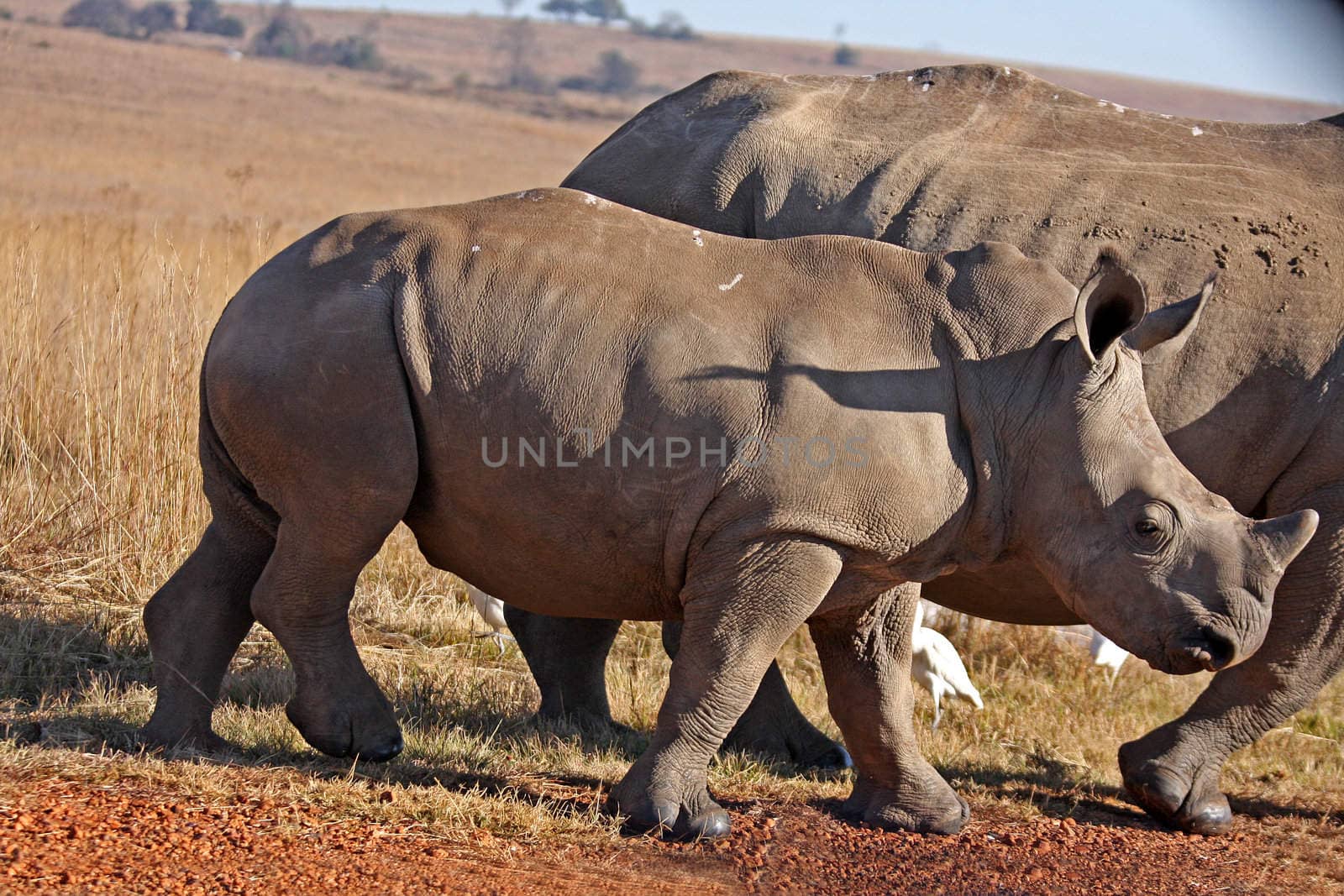 Rhino in the field