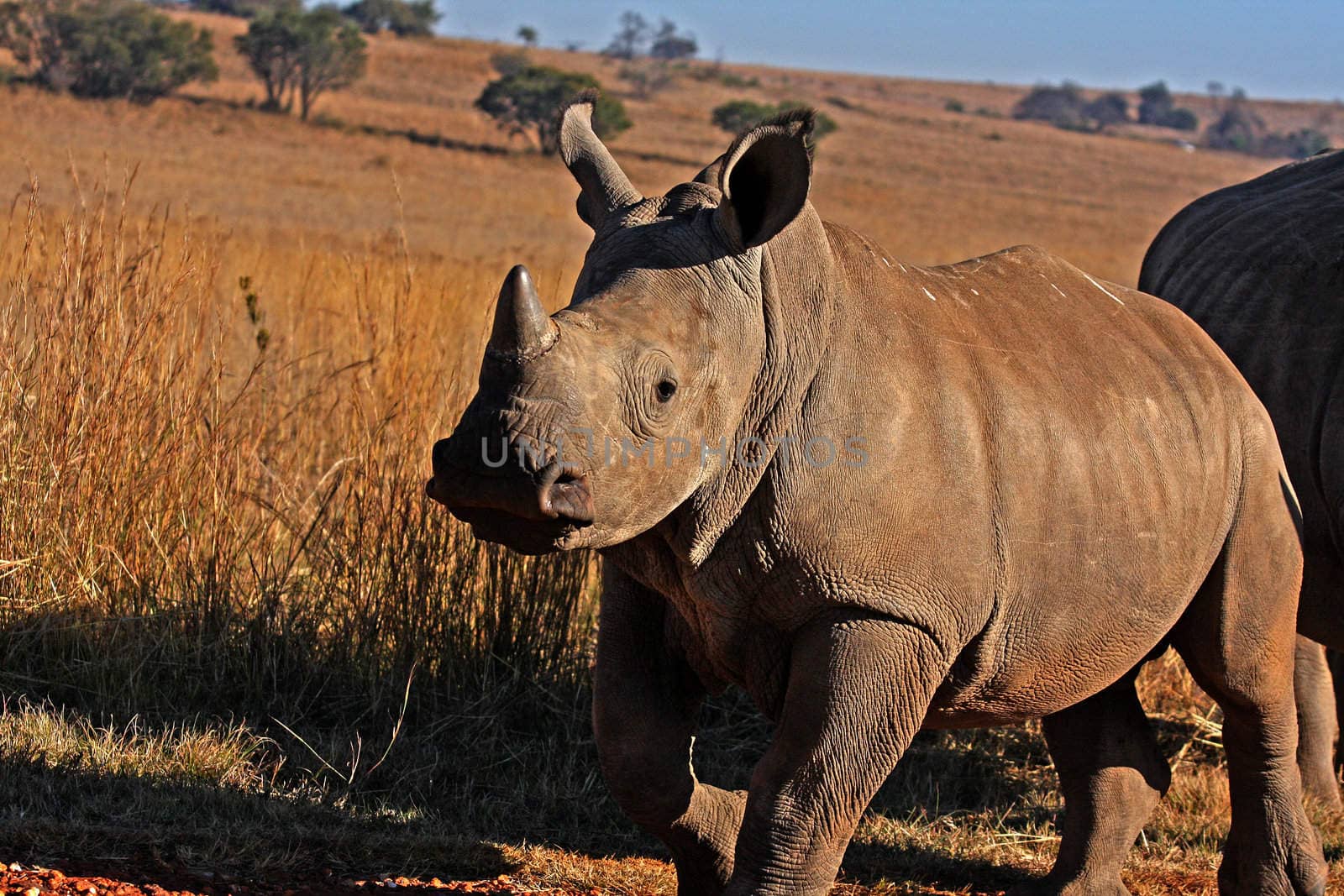 Rhino in the field