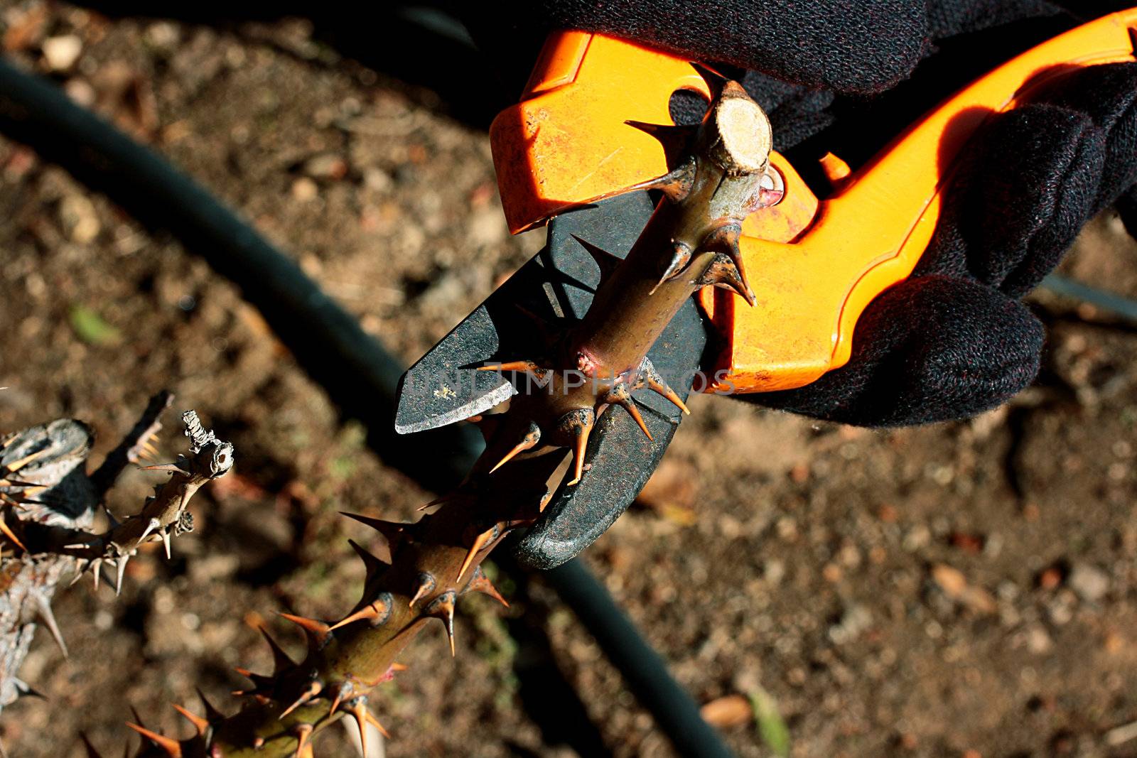 Autumn pruning rosebushes before the winter period.