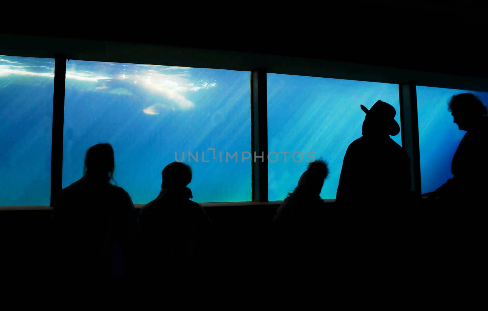 Aquarium in a ZOO, where seals were swimming