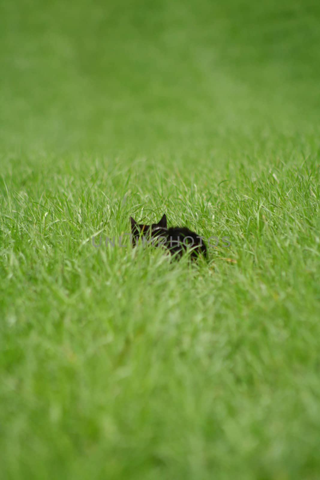 Cat lying in grass waiting for mice. Picture from behind.