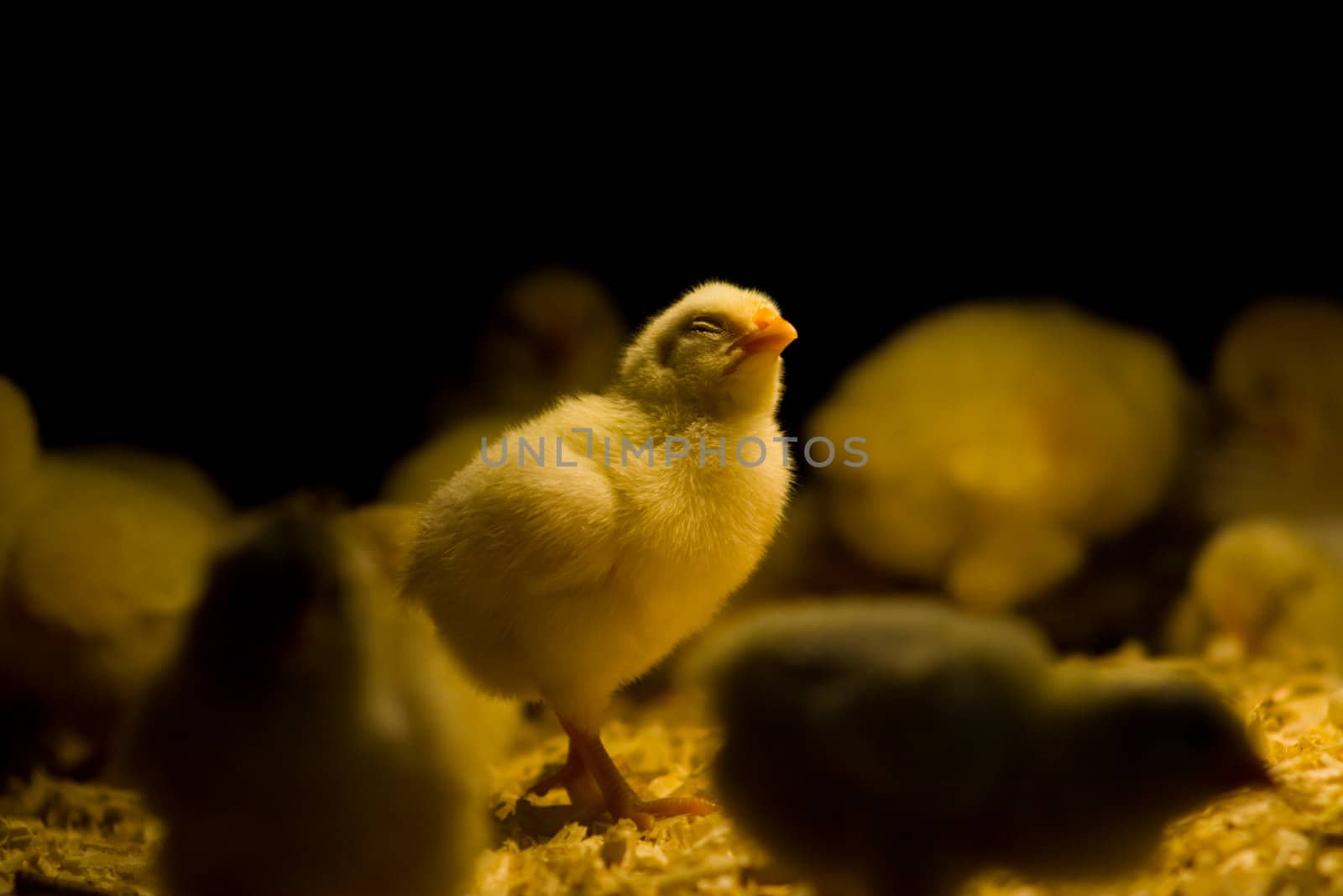 Baby chicken, five days old, black background