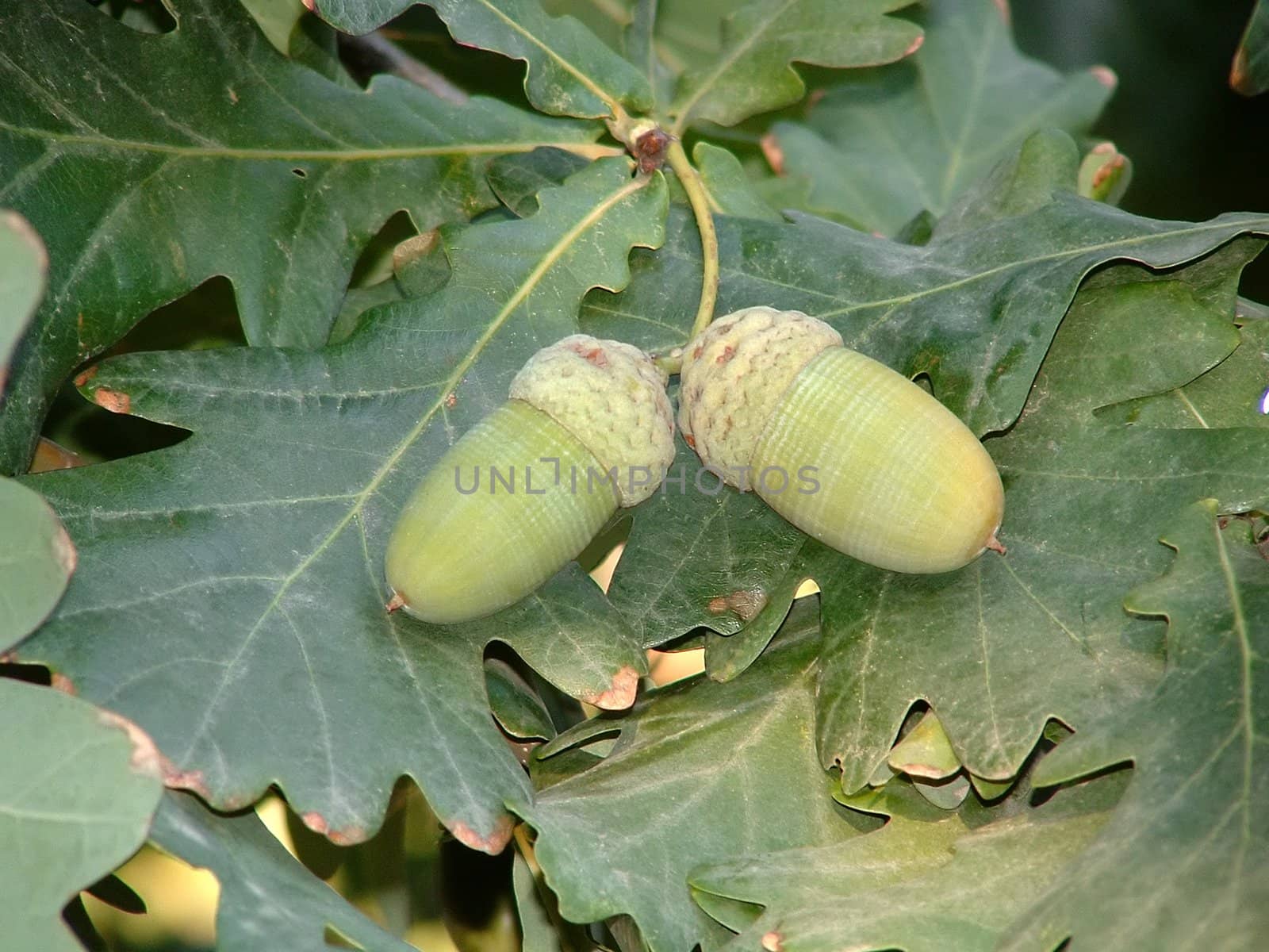 Fruits of oak acorns in a beam of the soft September sun