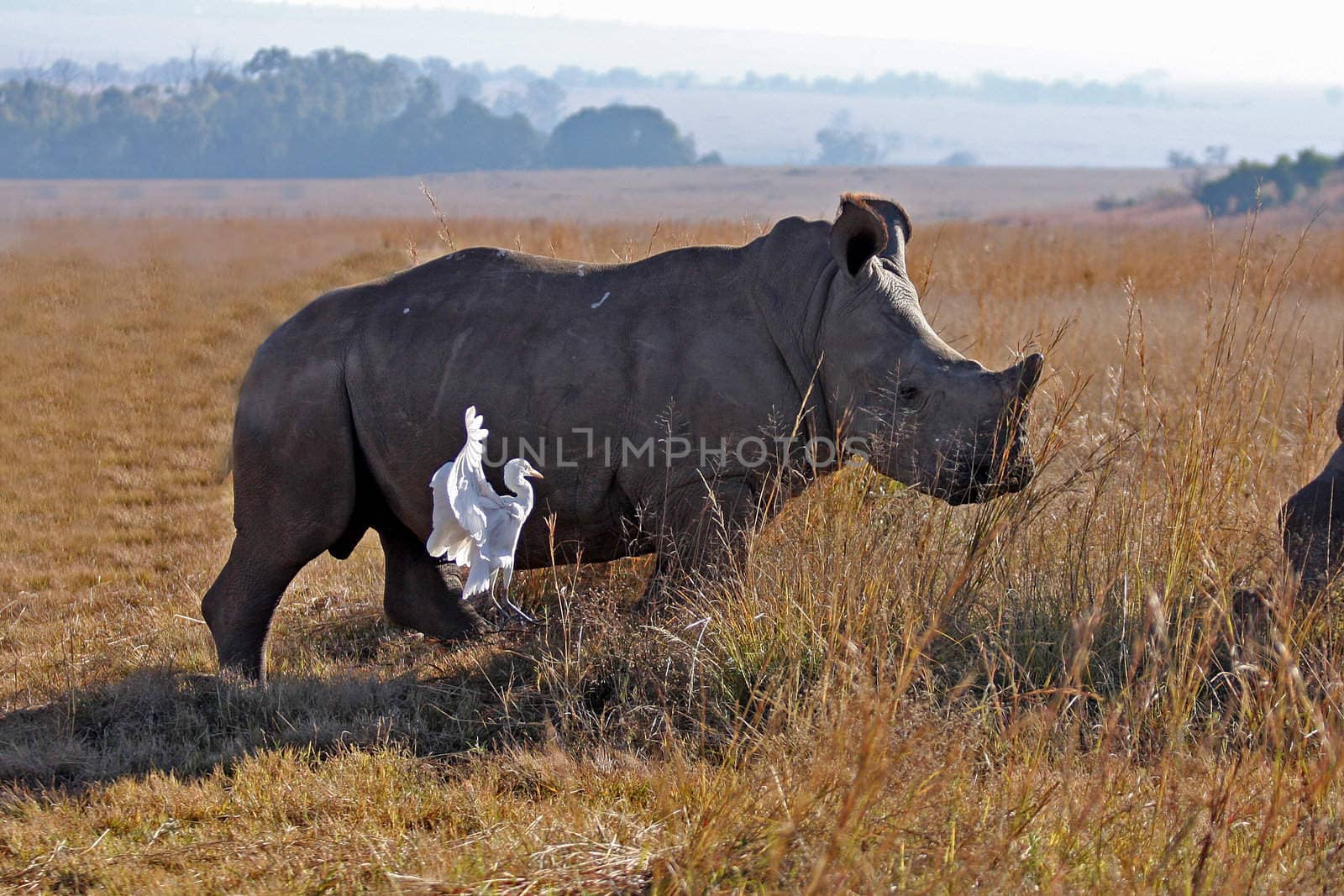 Rhino in the field