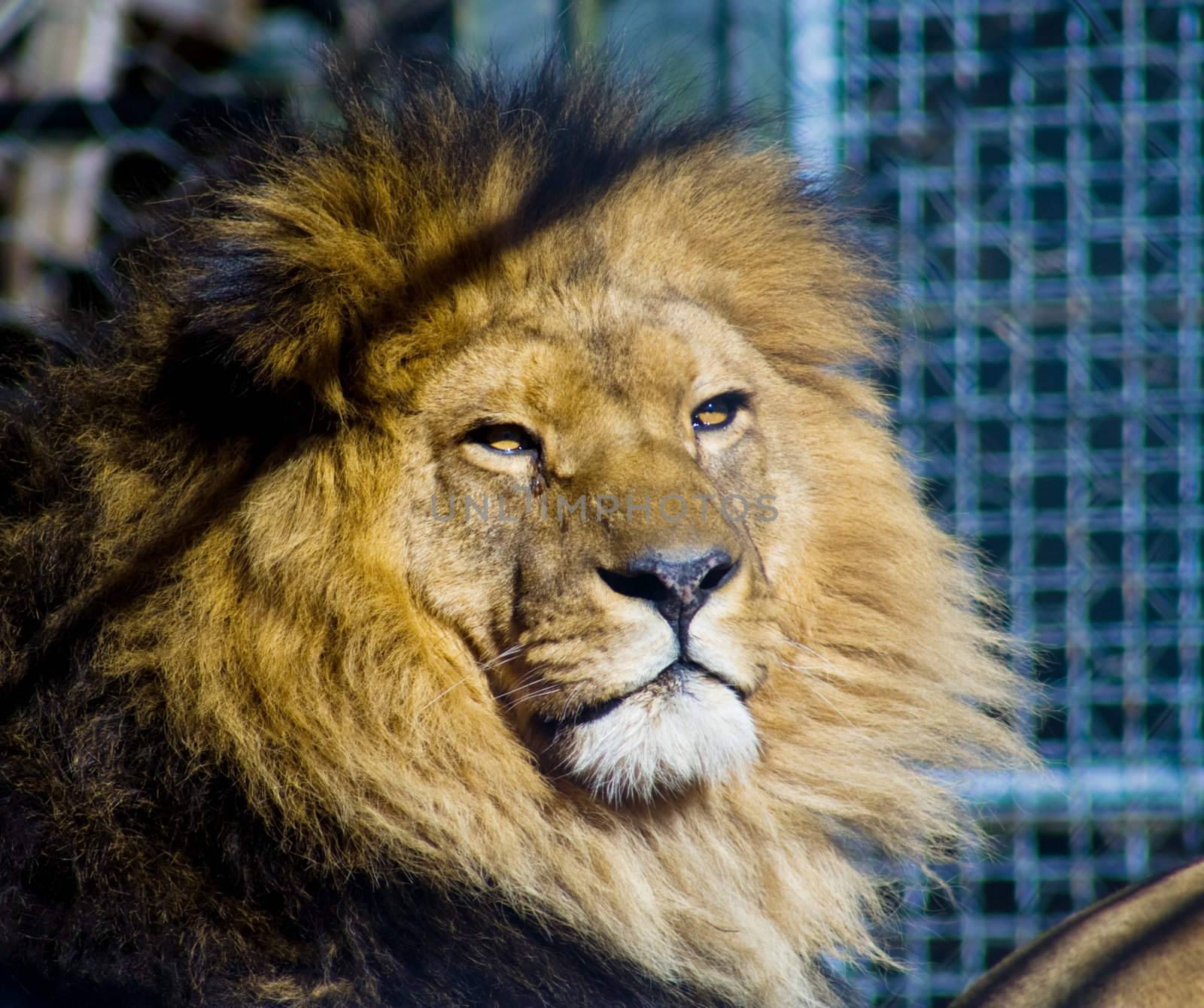 Close up portrait of beautiful African lion