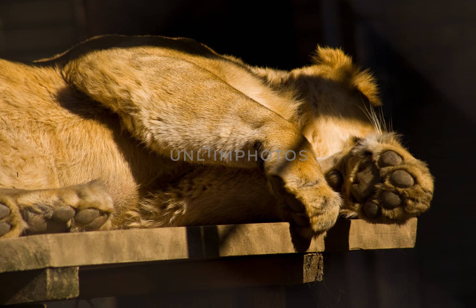 Lioness resting on wooden bench, showing her feet