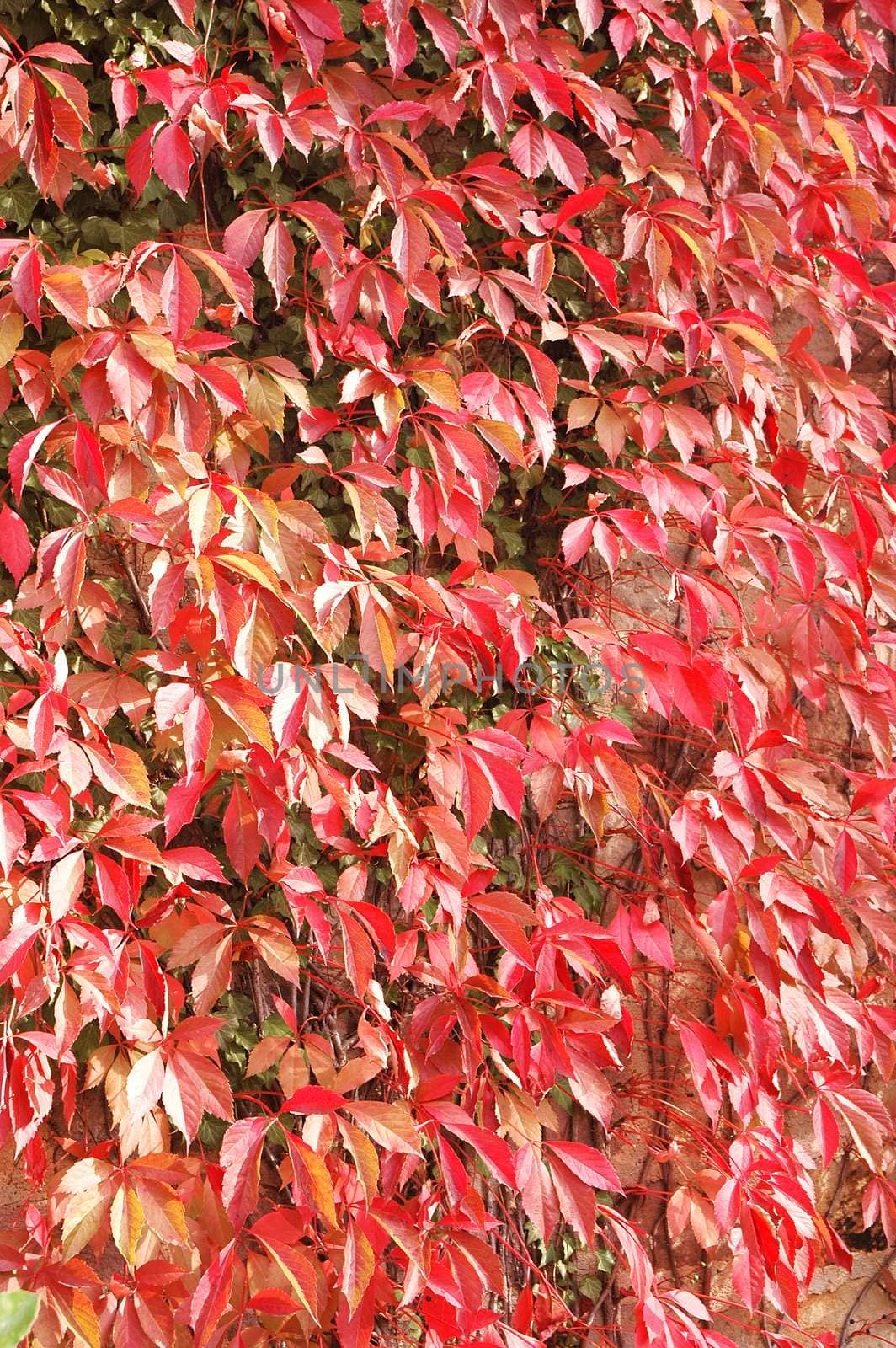 Red leaves on a wall in summer