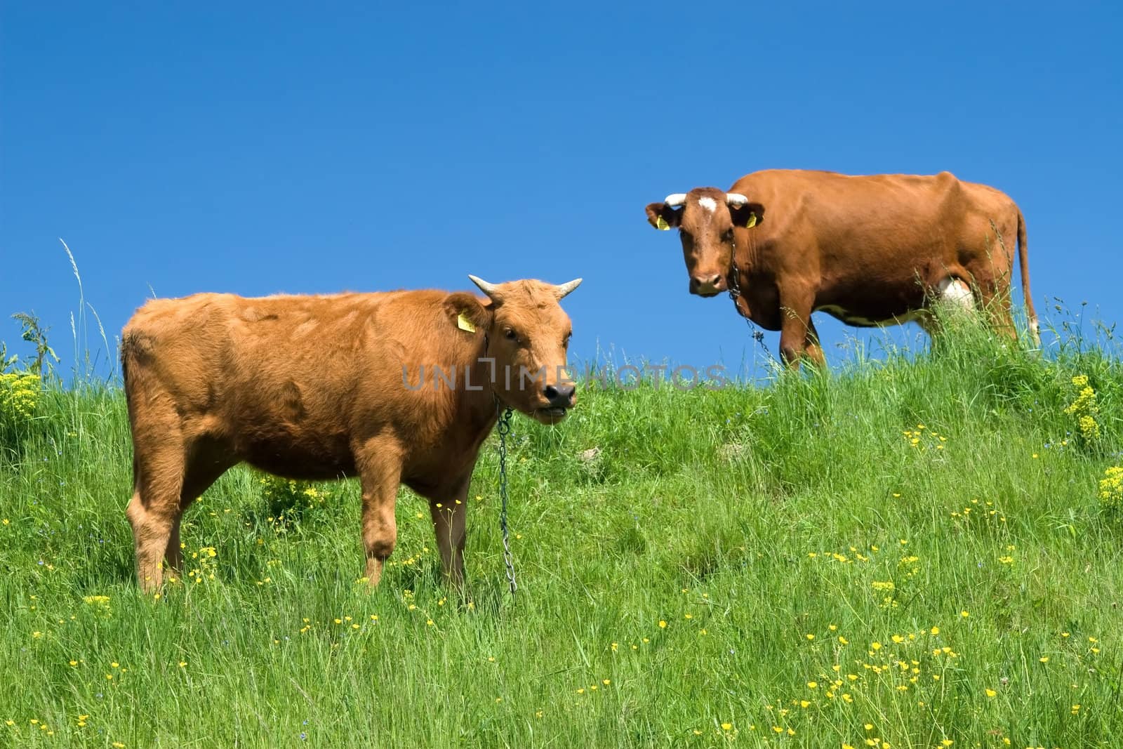 Brown calf and adult cow on the meadow against blue sky