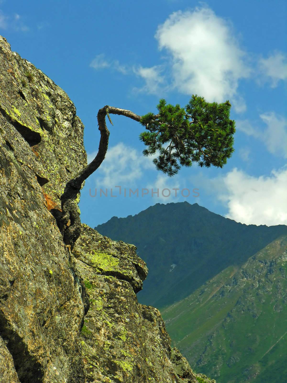 The bent tree growing at edge of a rock
