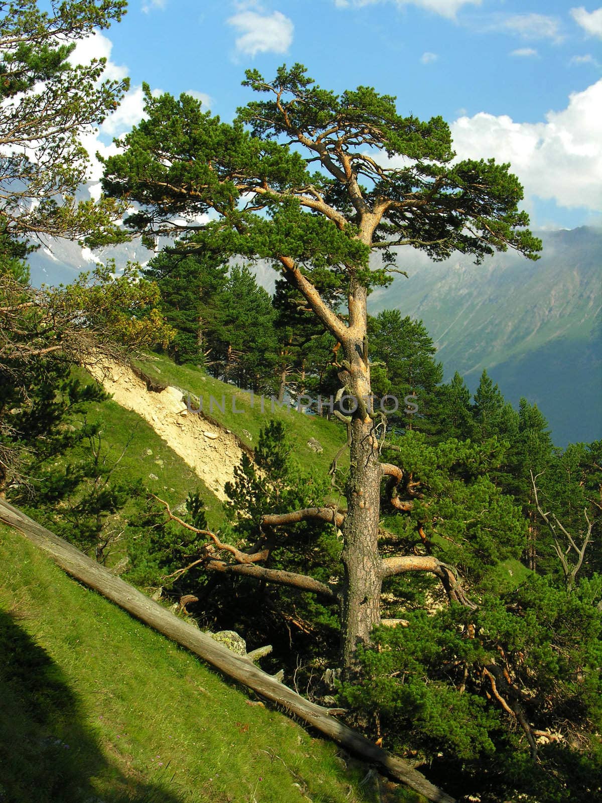 The tree growing in mountains on a background of the blue sky