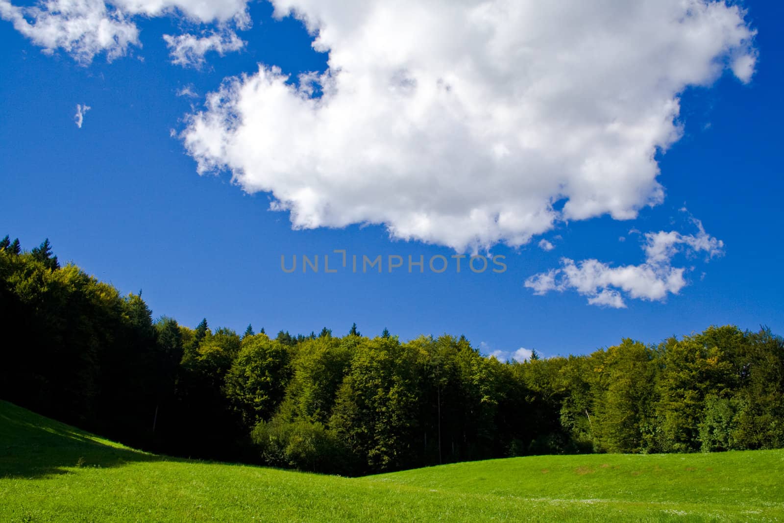 Meadow, forest and blue sky with clouds.