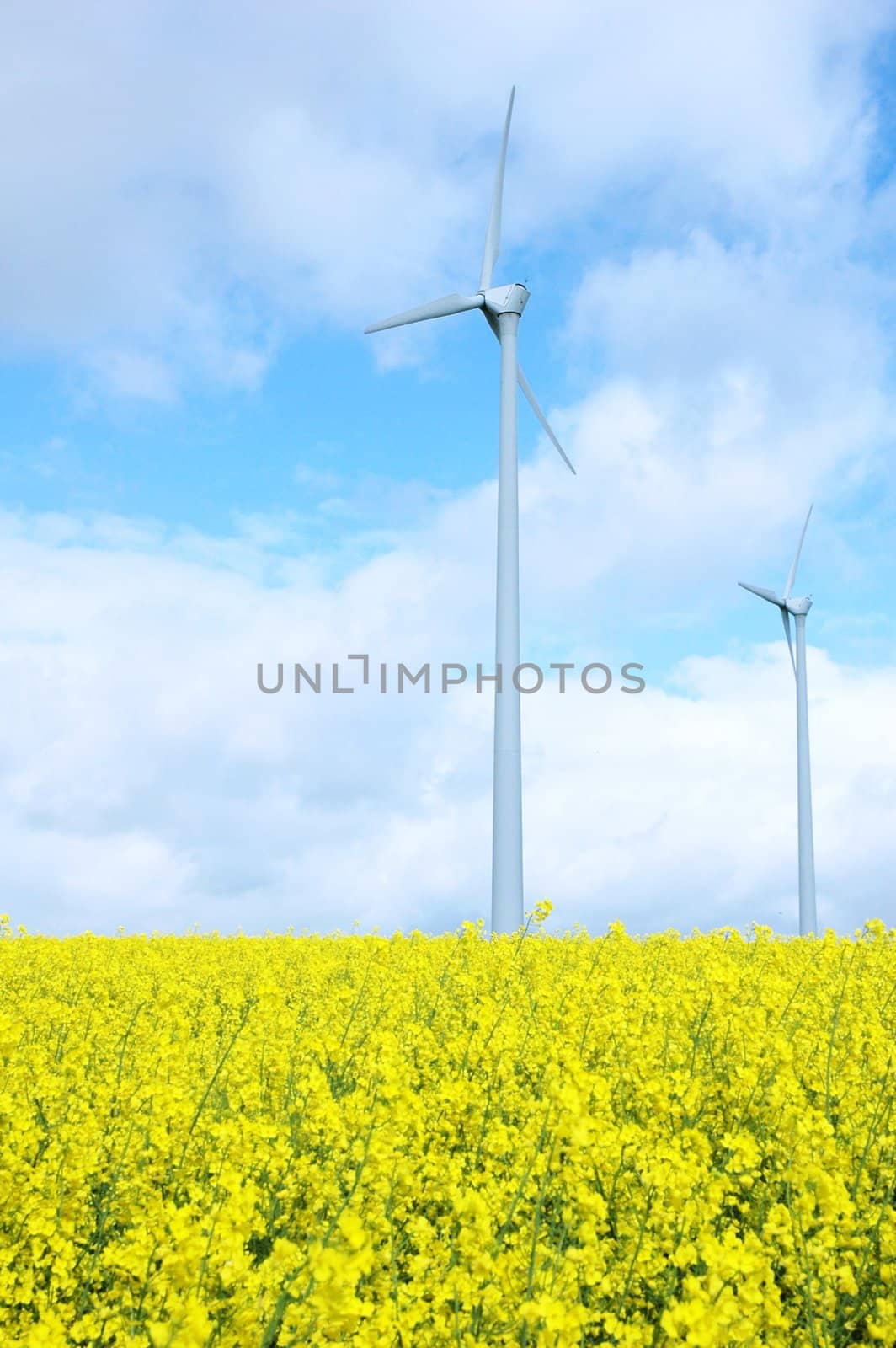 Windmill on a field of golden flowers