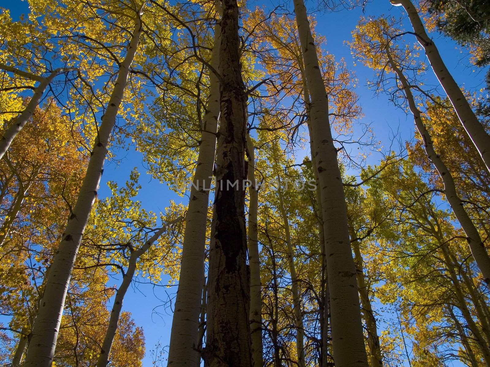 Aspens along the Saint Vrain Mountain trail near Allenspark, Colorado.