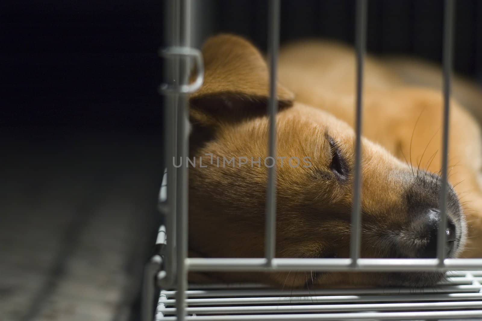 A young brown puppy lockup in cage sleeping.