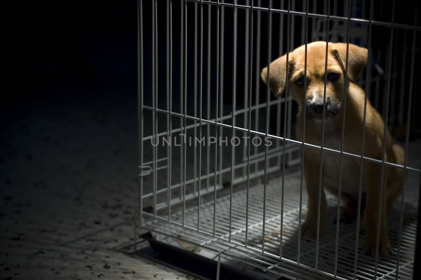 A sad looking puppy wanted to come out from his cage. Be kind to all animals.
