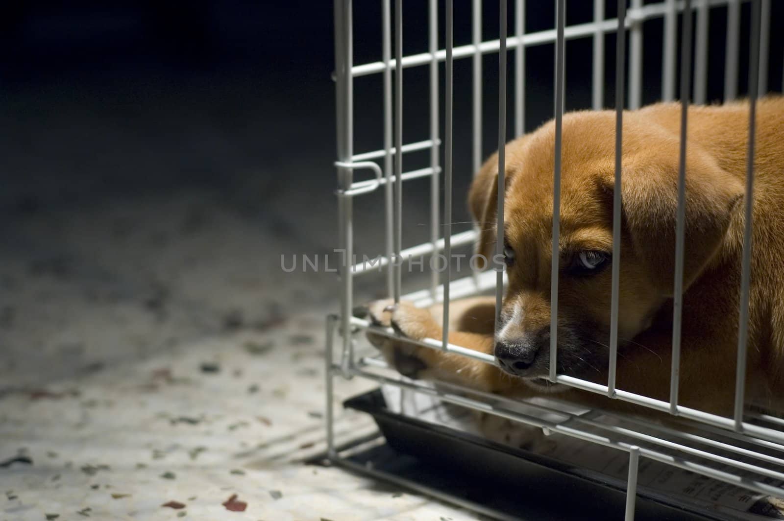 Sad looking puppy wanted to come out and play.