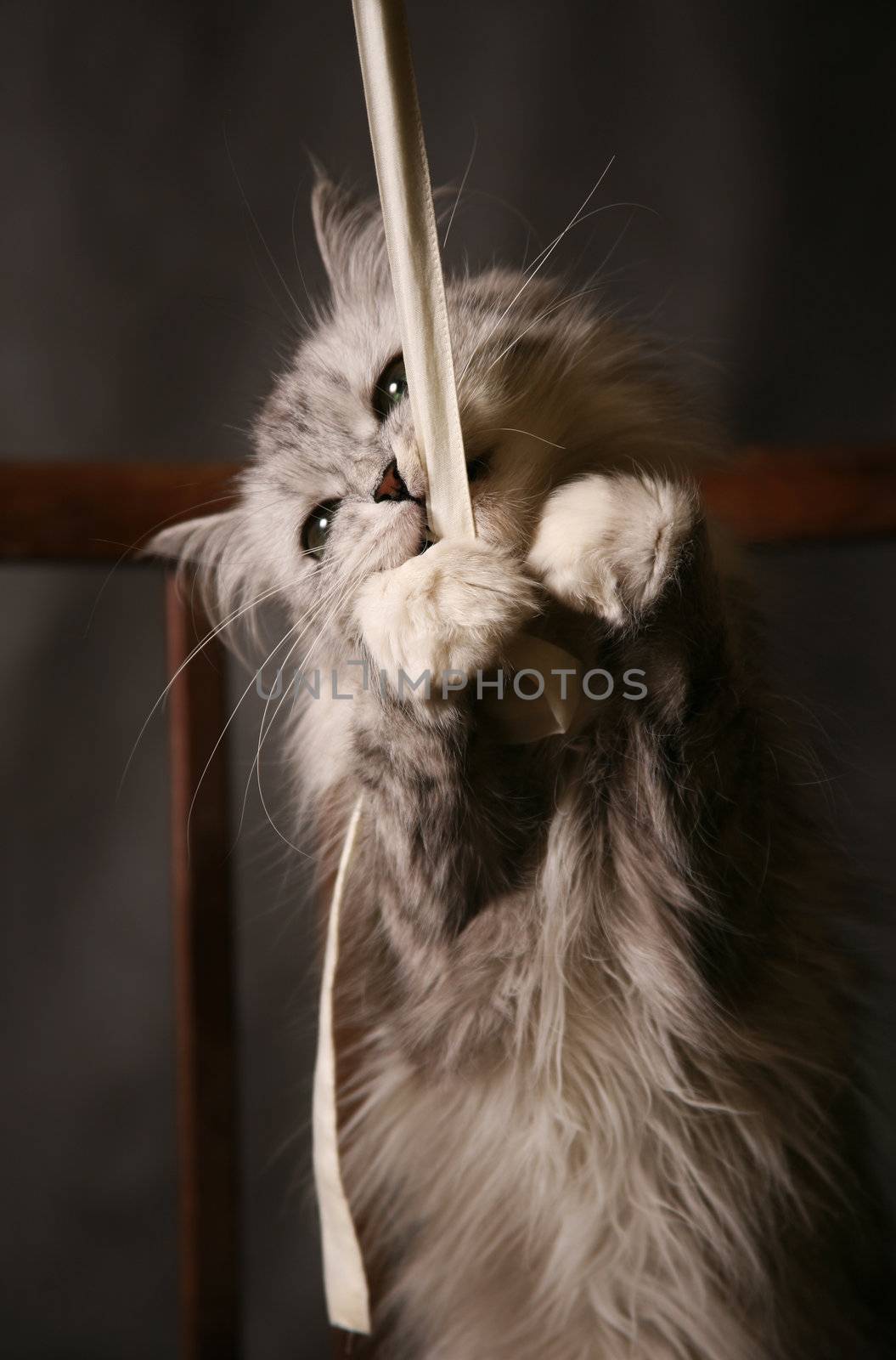 The grey thoroughbred cat plays studios