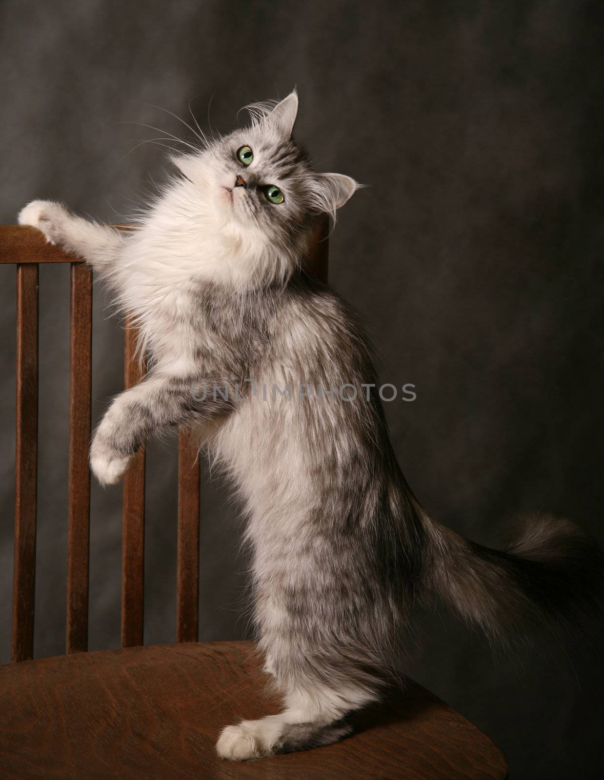The grey thoroughbred cat plays studios