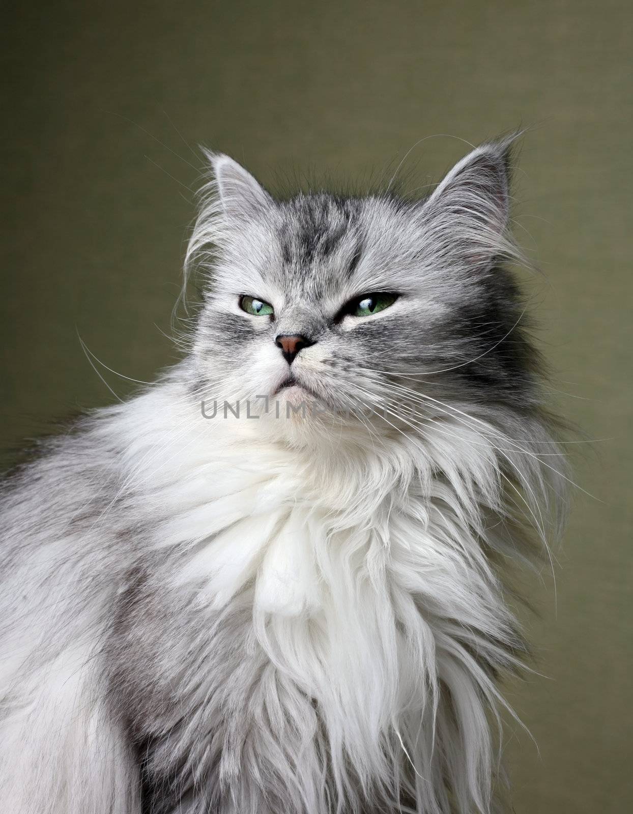 Portrait of a cat close-up in studio