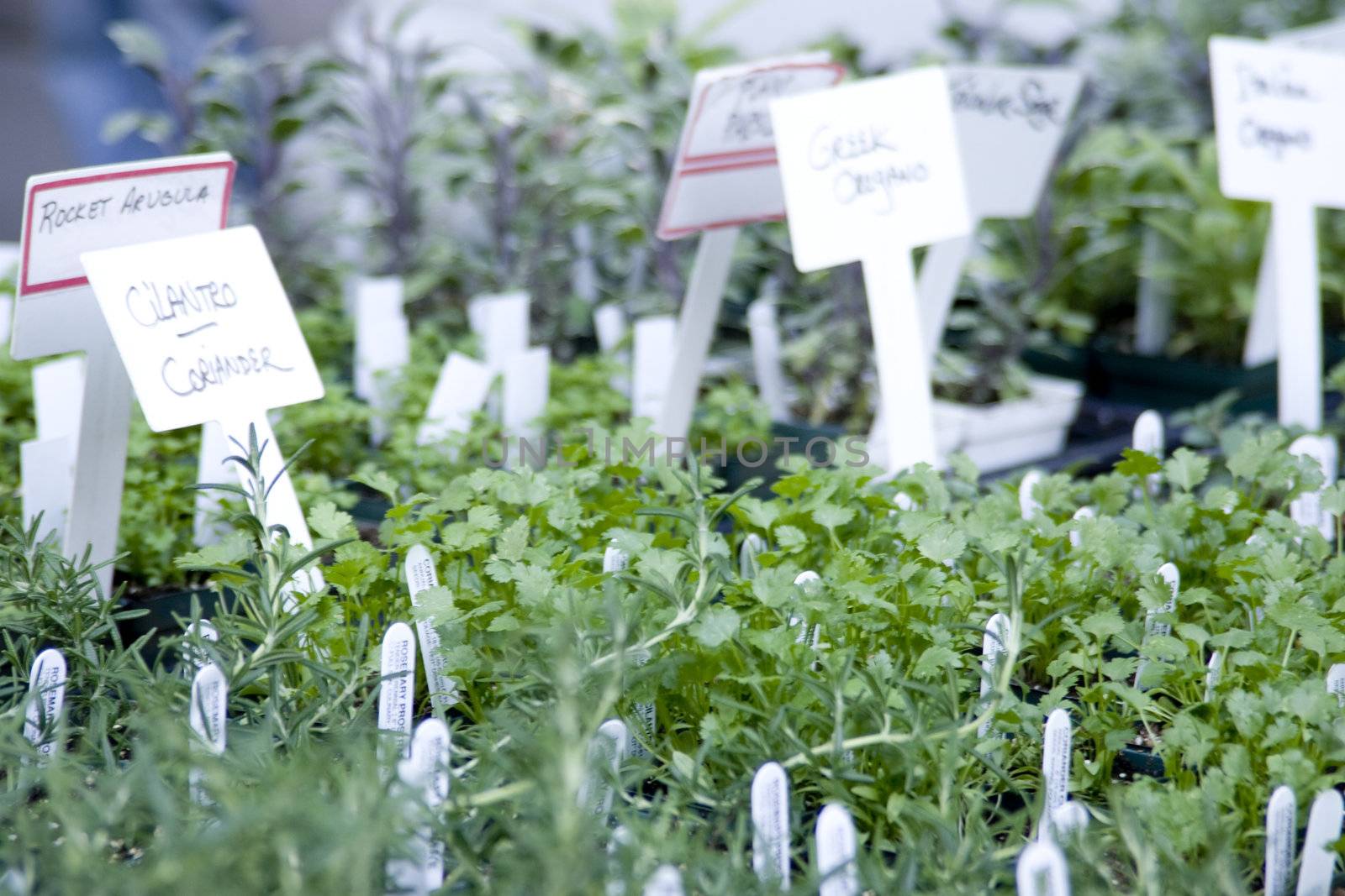 Herb plants for sale at the Union Square Growers Market, New York City on Memorial Day 2008.