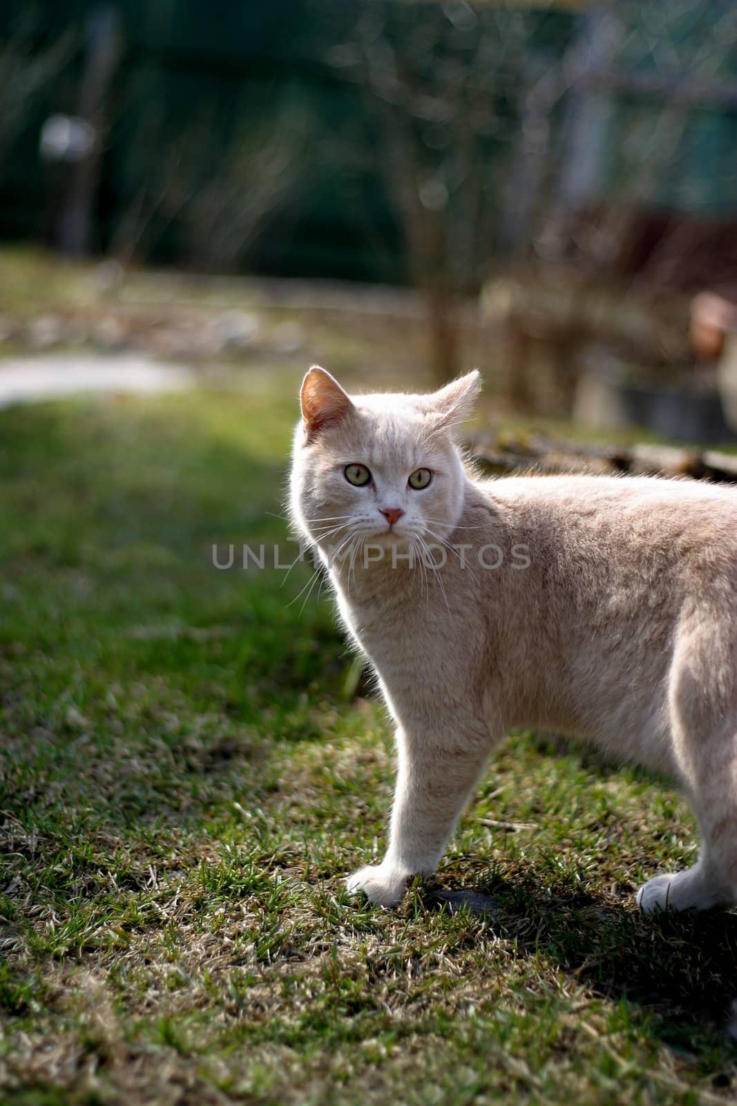 The image of a an attentive red cat in a village on a dim background