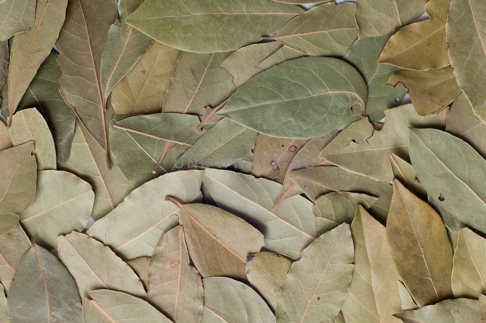 bay leaves (laurus nobilis) background
