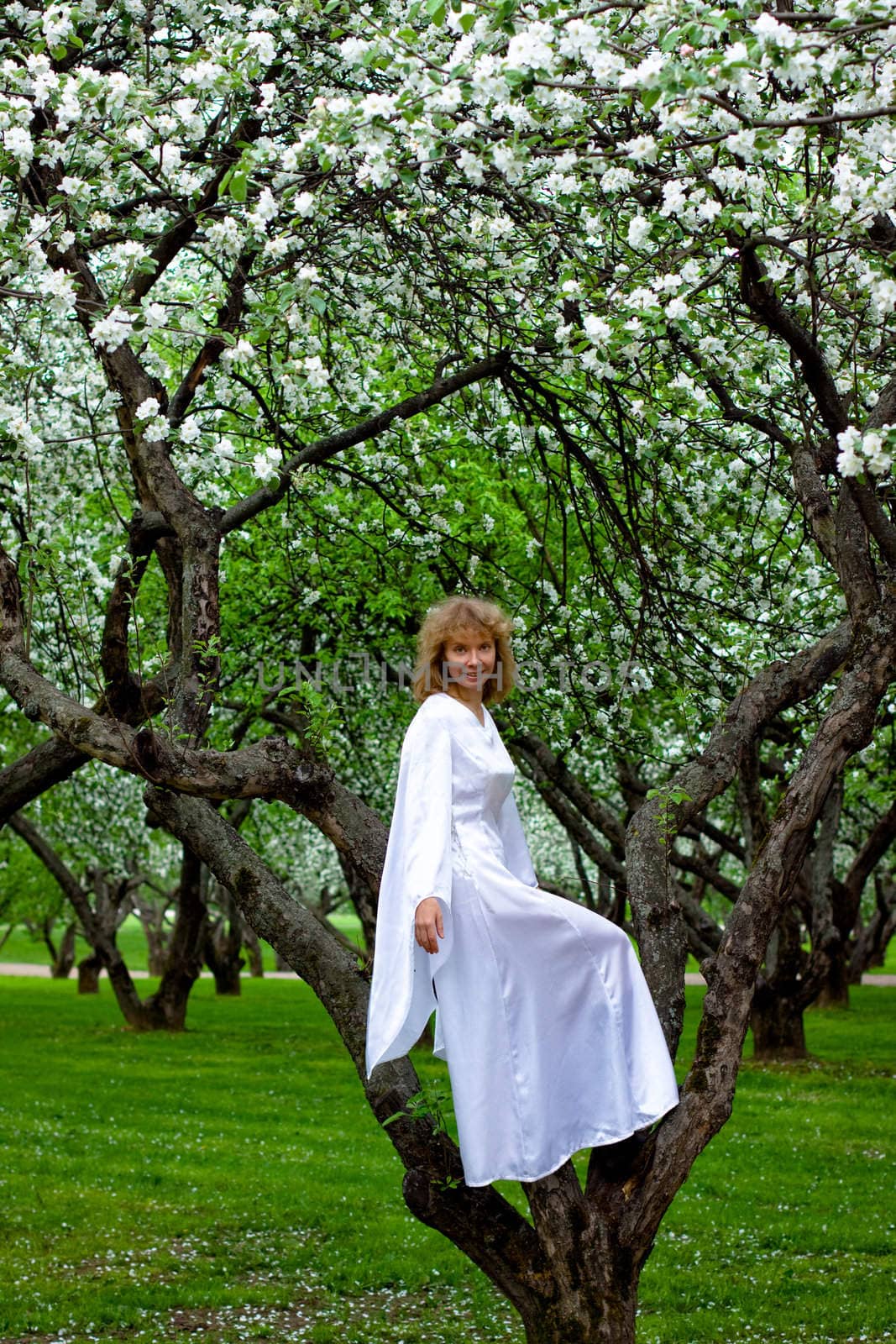 The blonde girl in white dress sittng on apple-tree with white flowers
