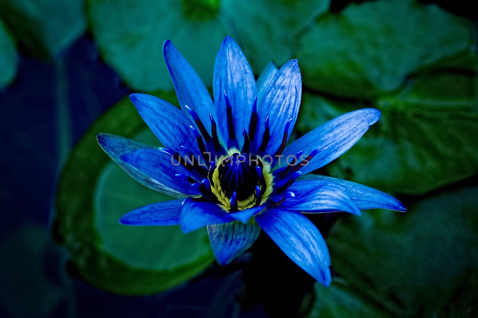 An image of a beautiful image of a purple/blue and yellow water lily with green leaves in background