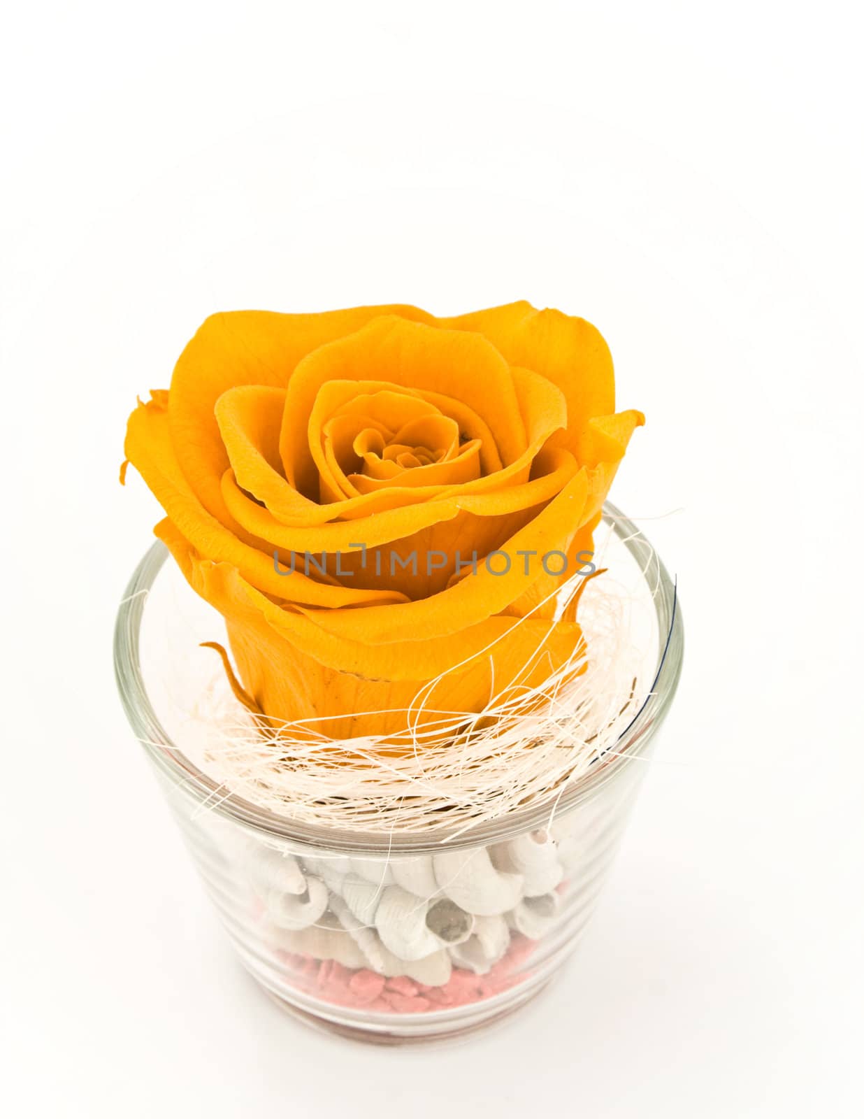 Orange rose in glass.