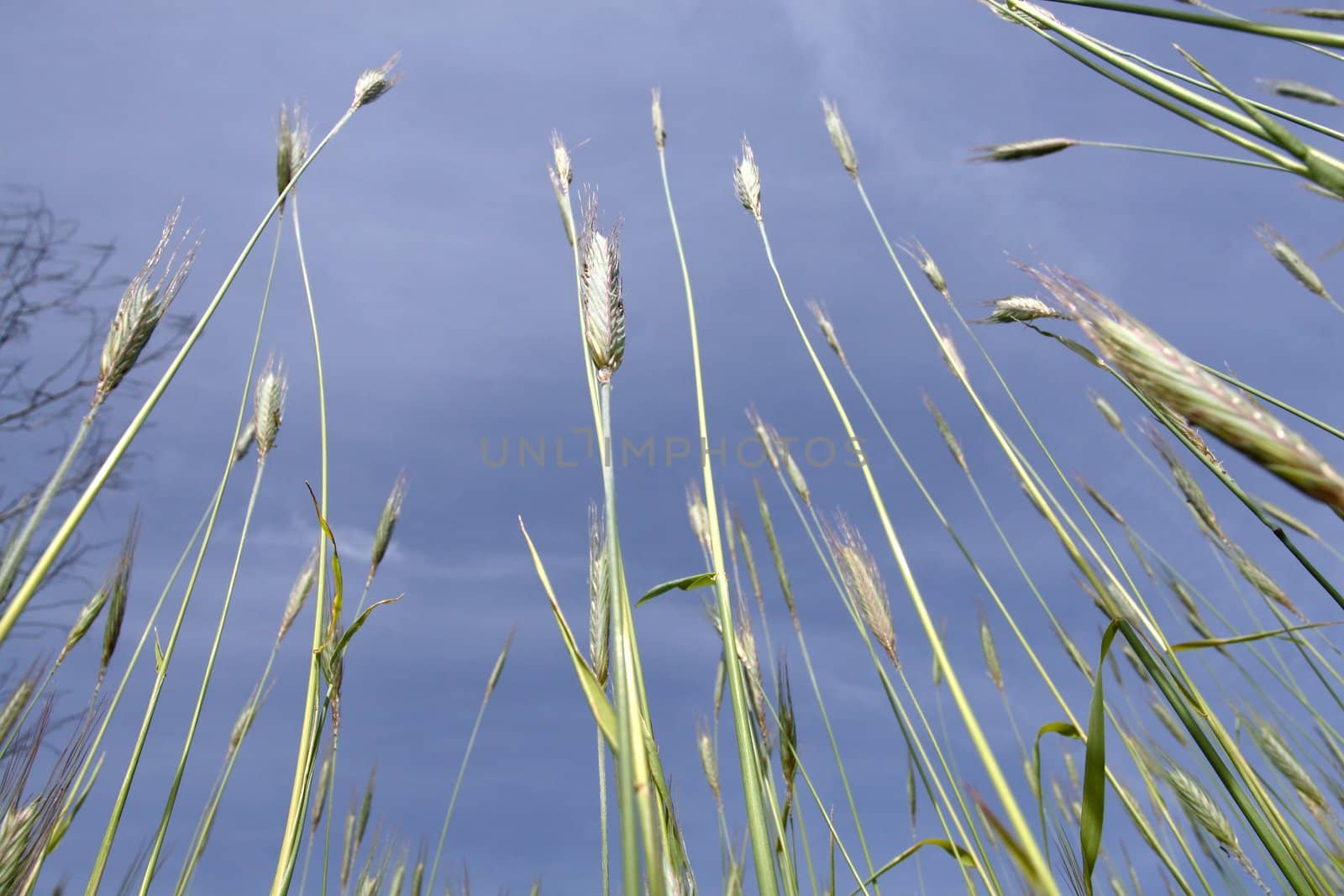 spring scene - wheat by zeber