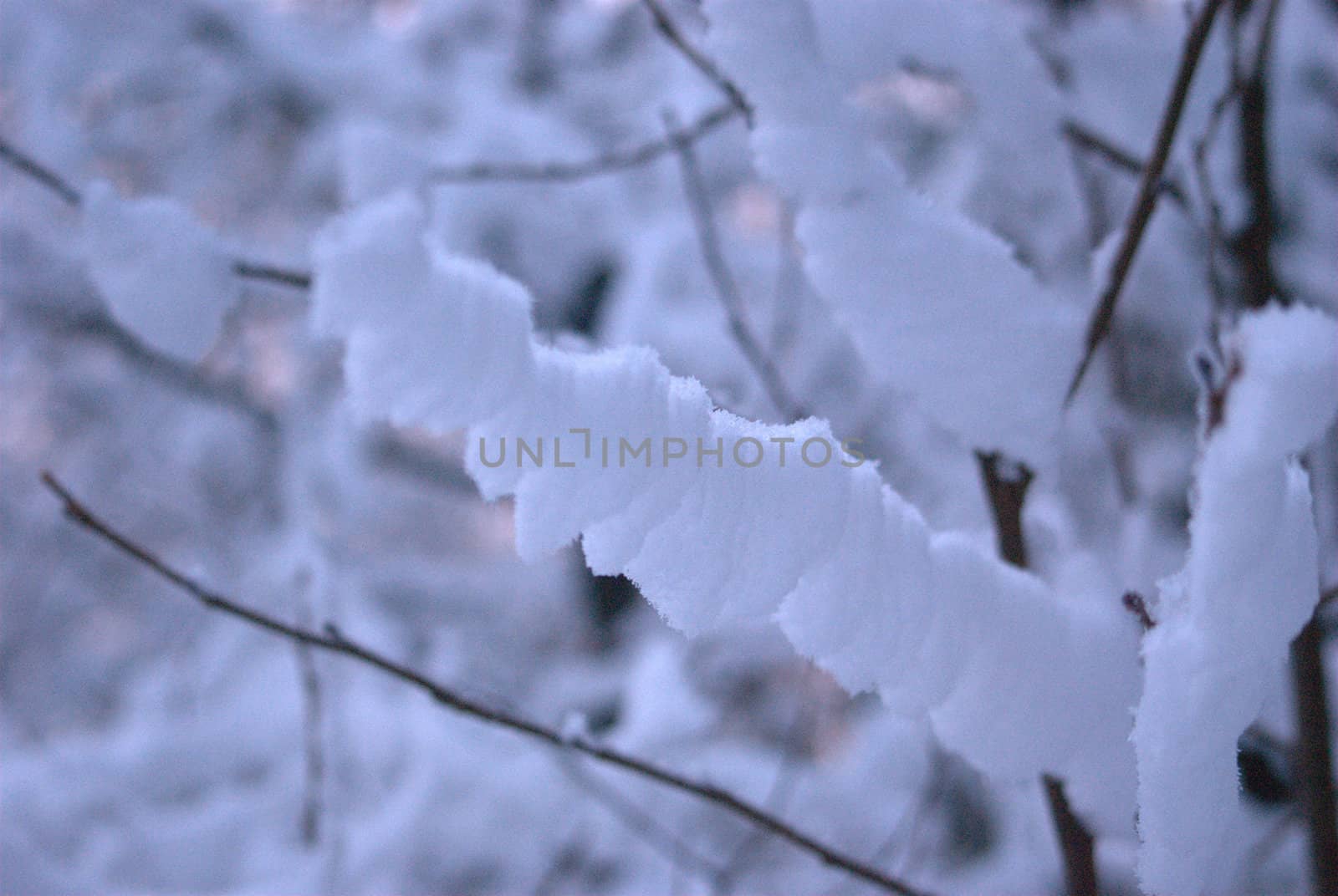  Winter Landscape