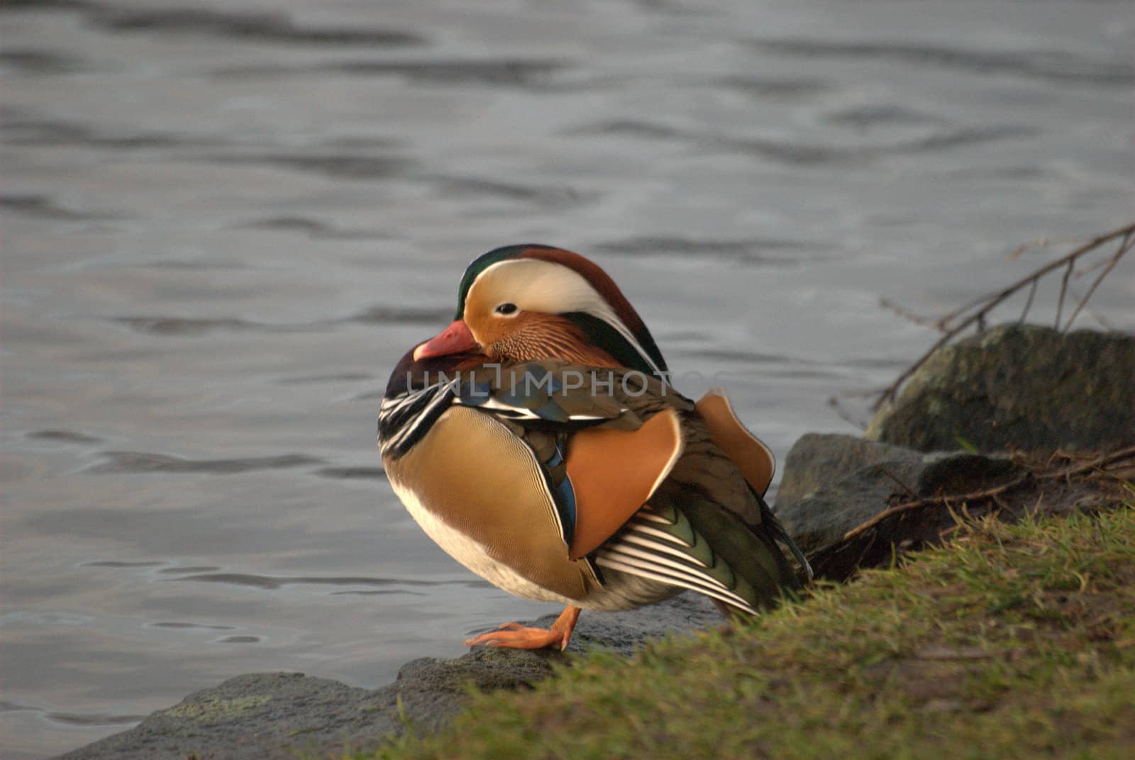 mandarin duck by rubeh2