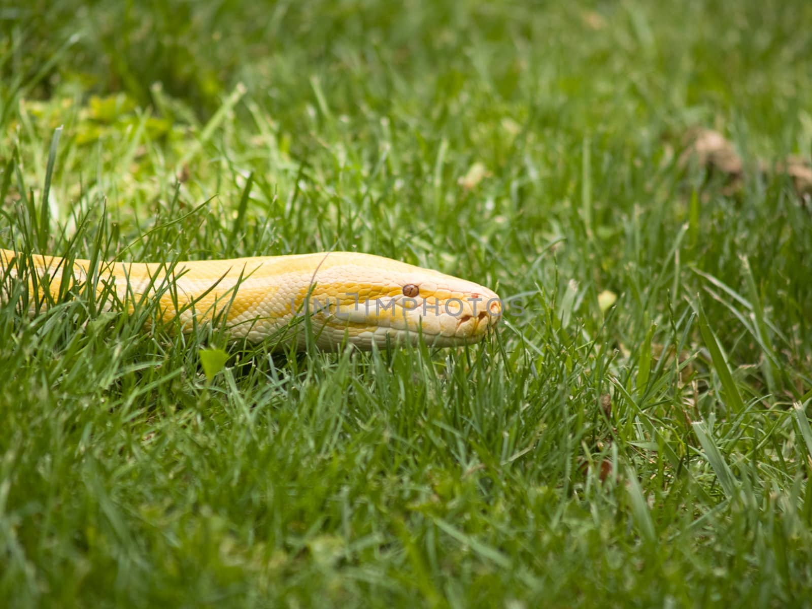 Albino Python slithering in the grass, making people nervous.