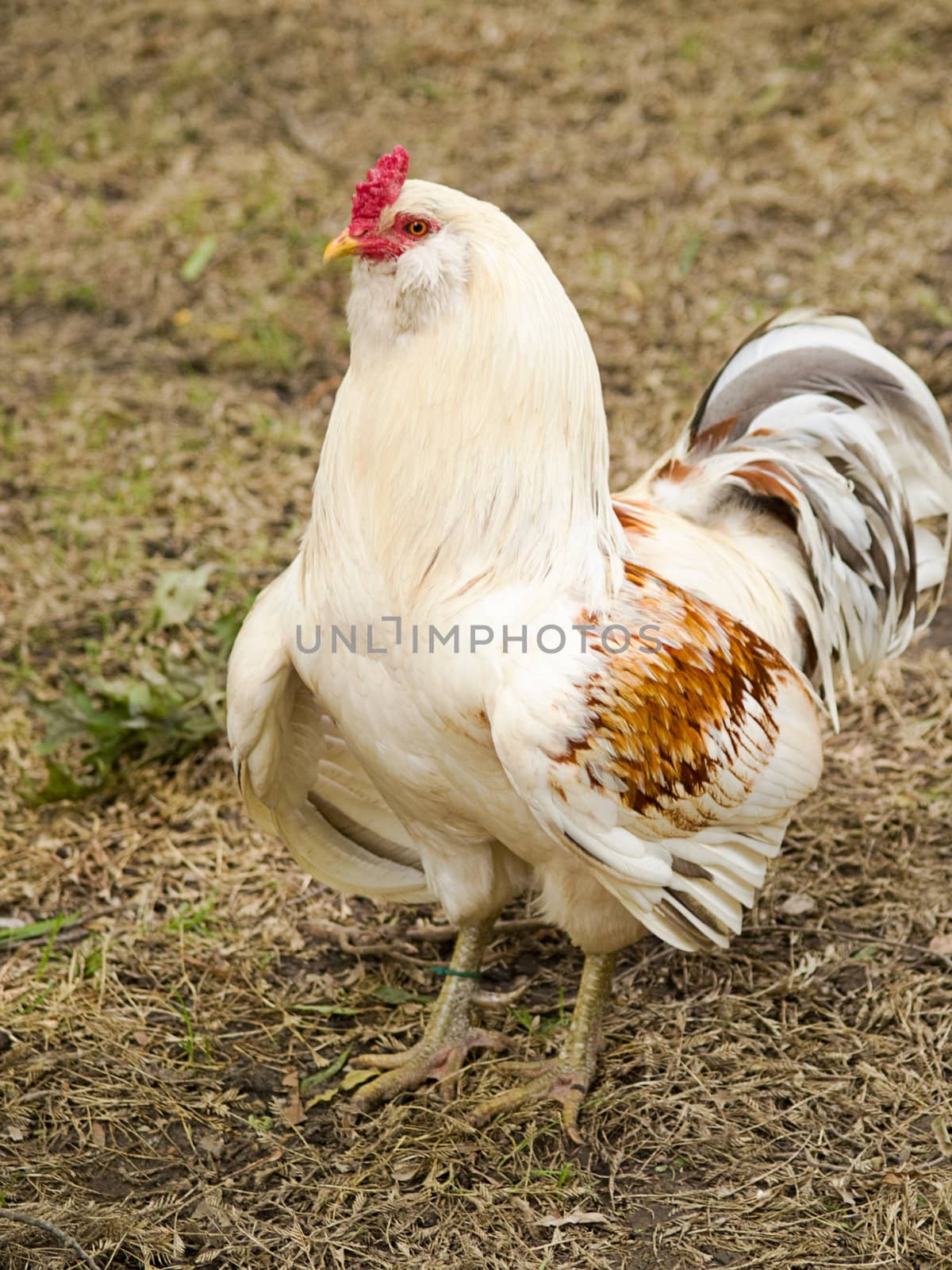 Colorful hen making facial expressions at me.