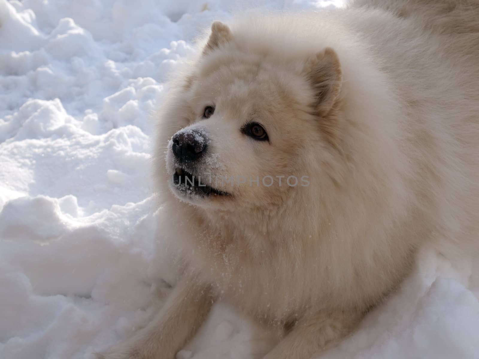 Samoyed dog play in the snow by Ronyzmbow
