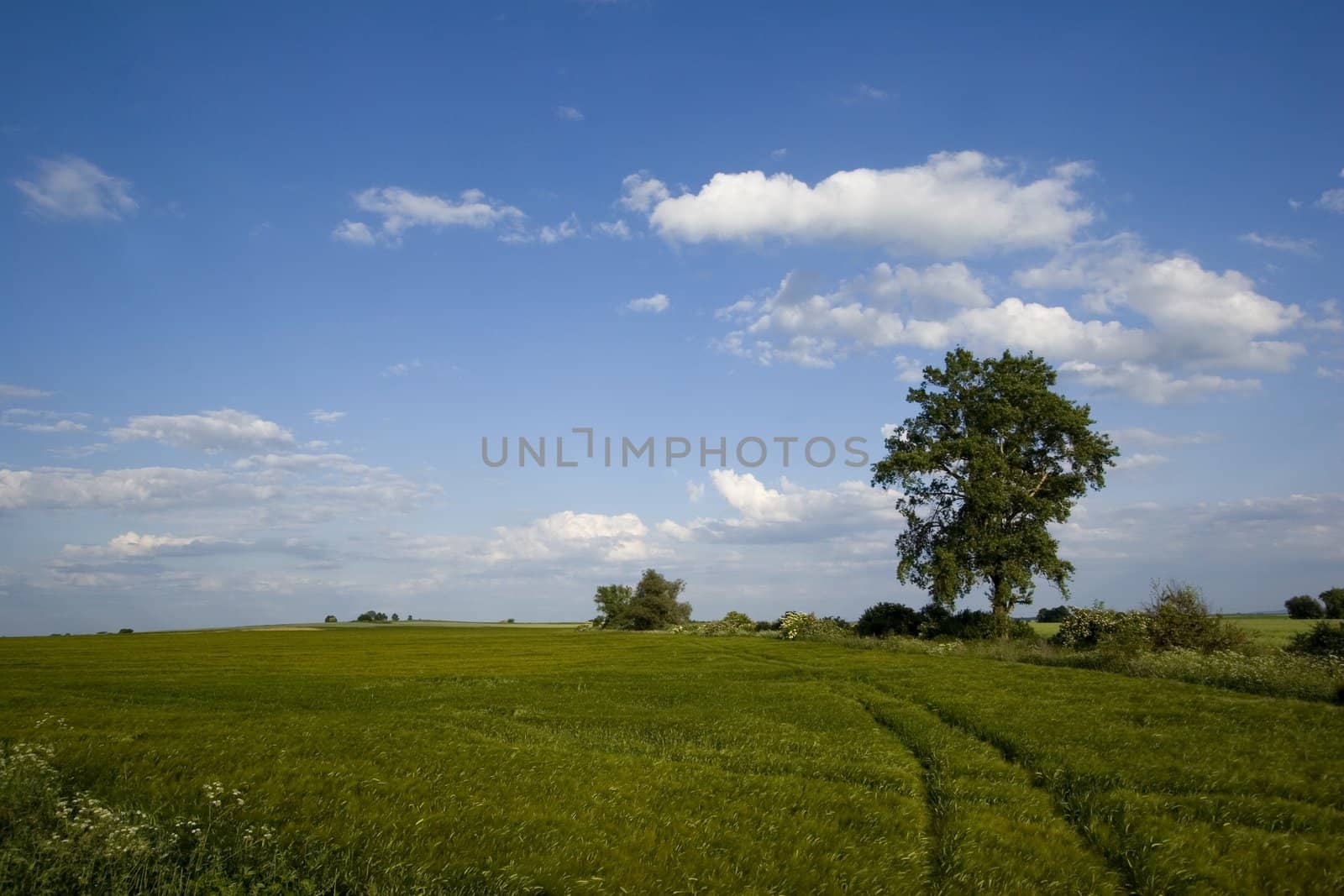 Non-urban field in southern Poland