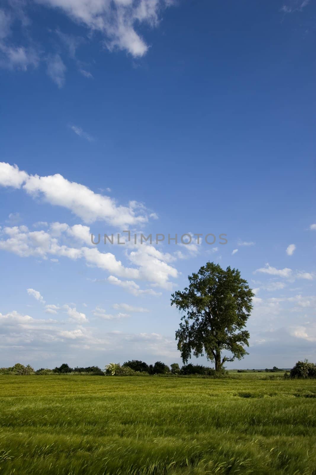 Non-urban field in southern Poland