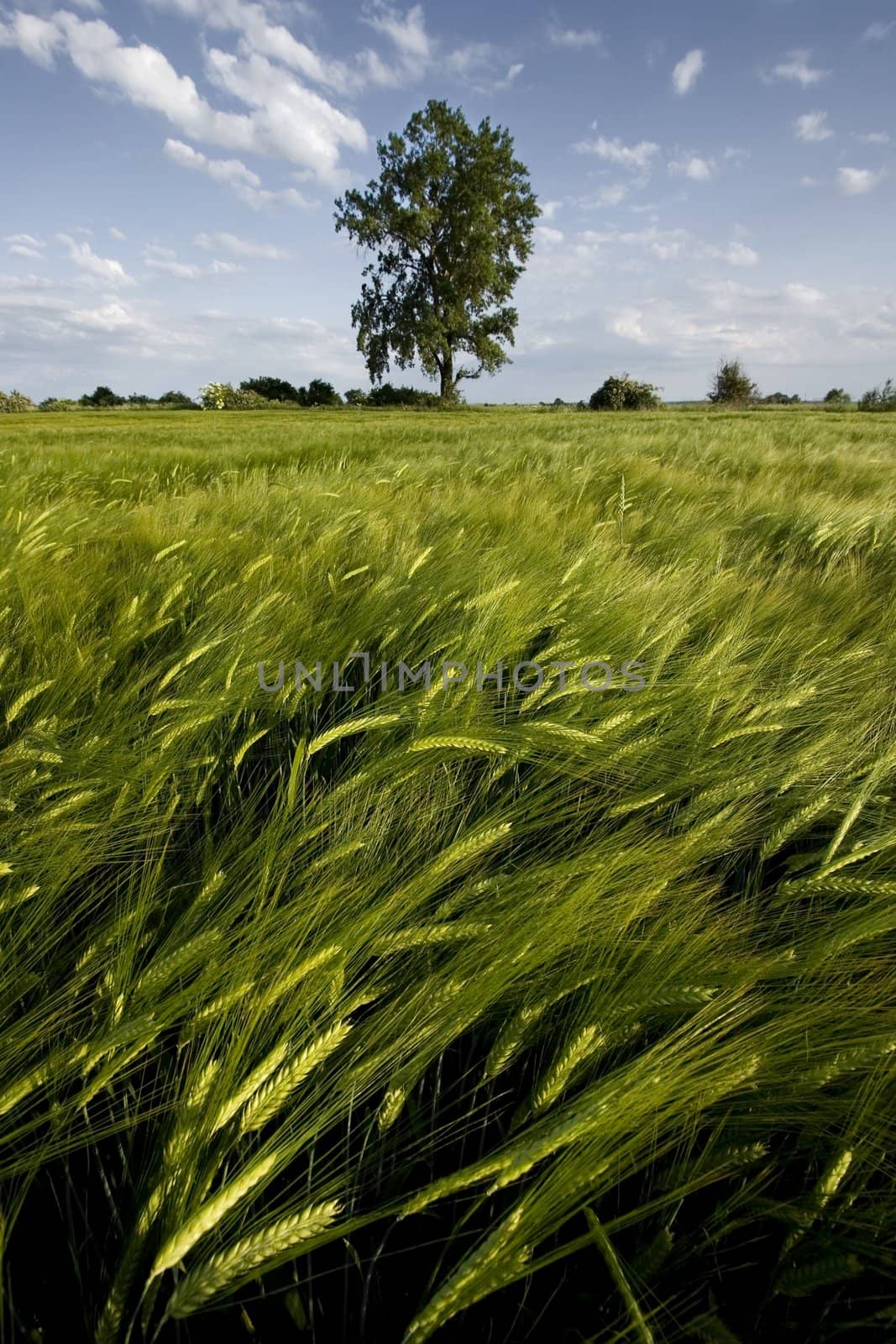 Non-urban field in southern Poland