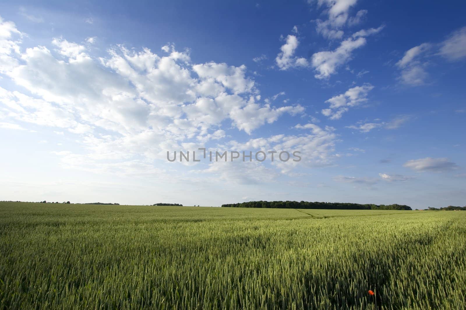 Non-urban field in southern Poland