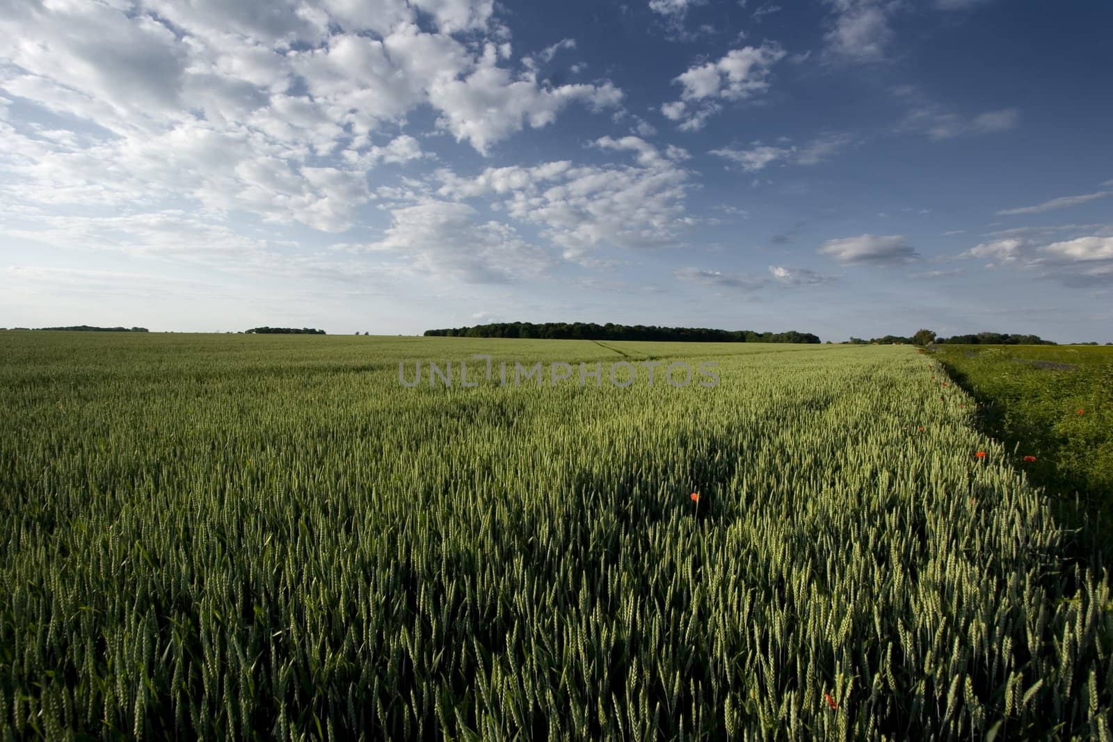 Non-urban field in southern Poland