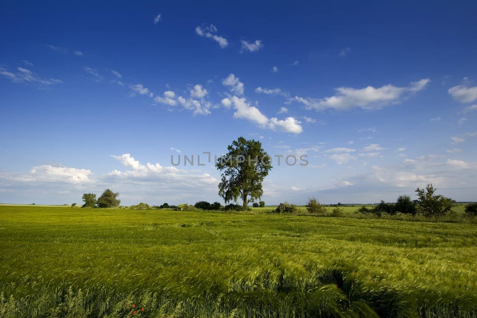 Non-urban field in southern Poland