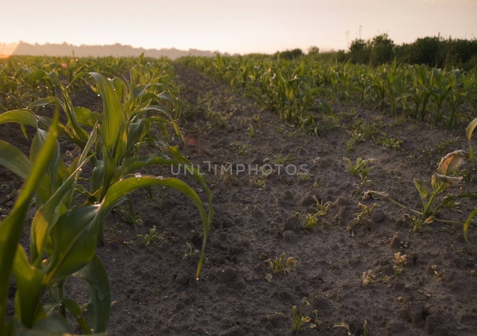 Green grain not ready for harvest growing in a farm field