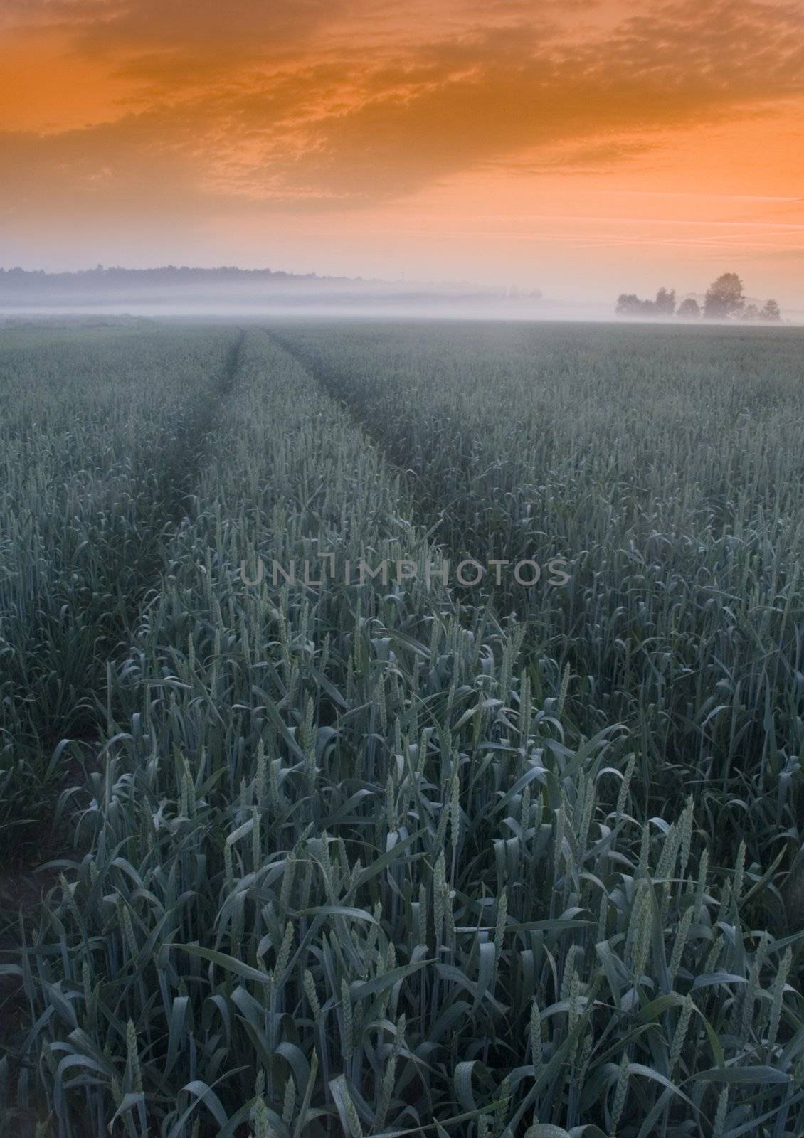 Farm field by shiffti