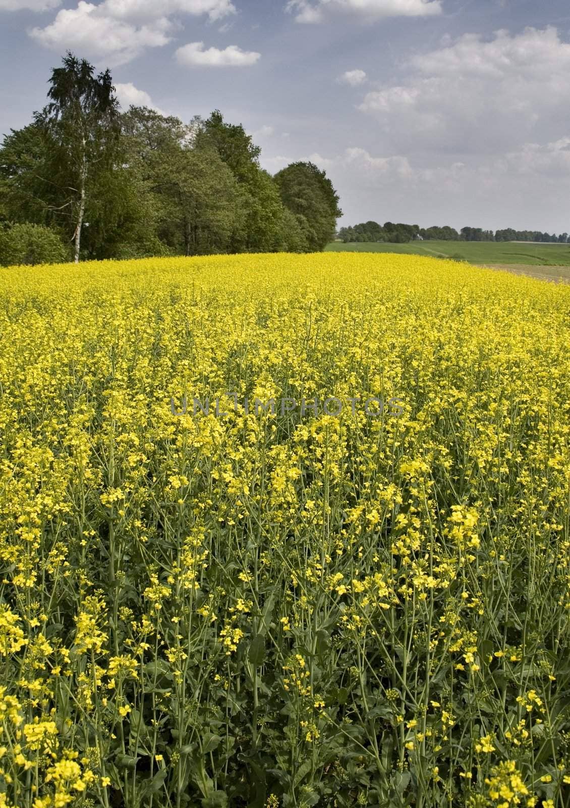 Yellow oilseed rape in southern Poland